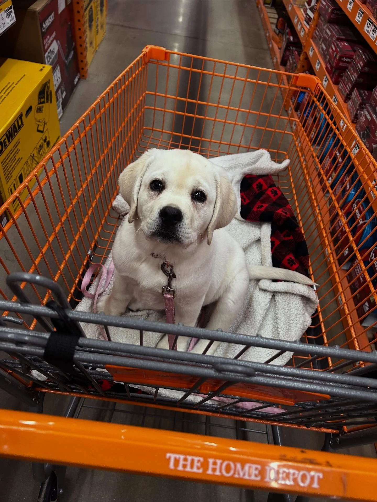 Our team has been loving field trips with Poppy!! 🤍✨🫶👑