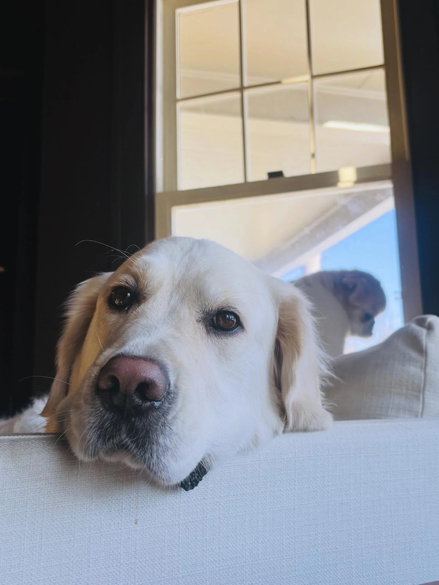 mid century modern Bo &amp; Lou photo shoot 🐾☀️📸