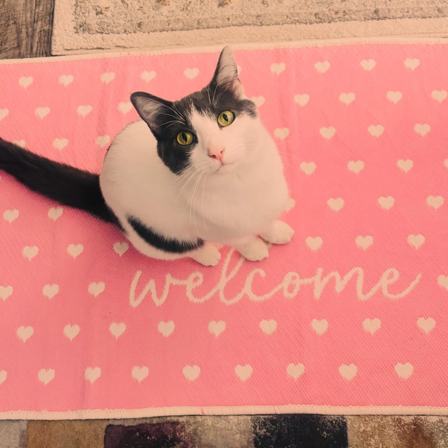 Happy Valentines Day, Ataraxia fam!! 💌❄️🐾 
the high is 45 today, get out &amp; enjoy it!! 🥹