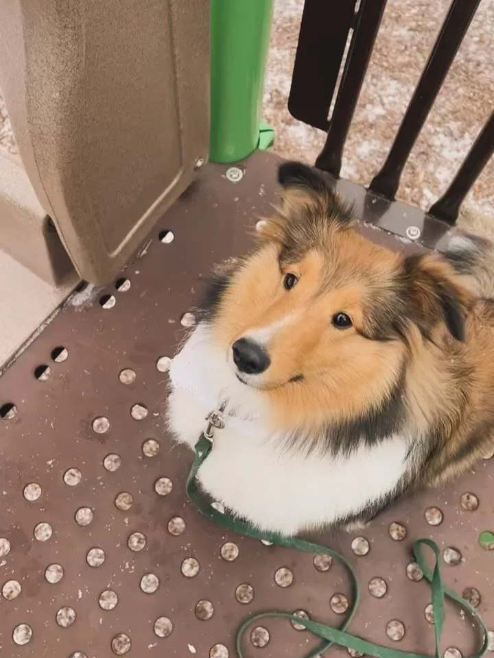 Lychee goes to the park!! 🥰🥹 @anniebell_lychee @stacie_lowamae