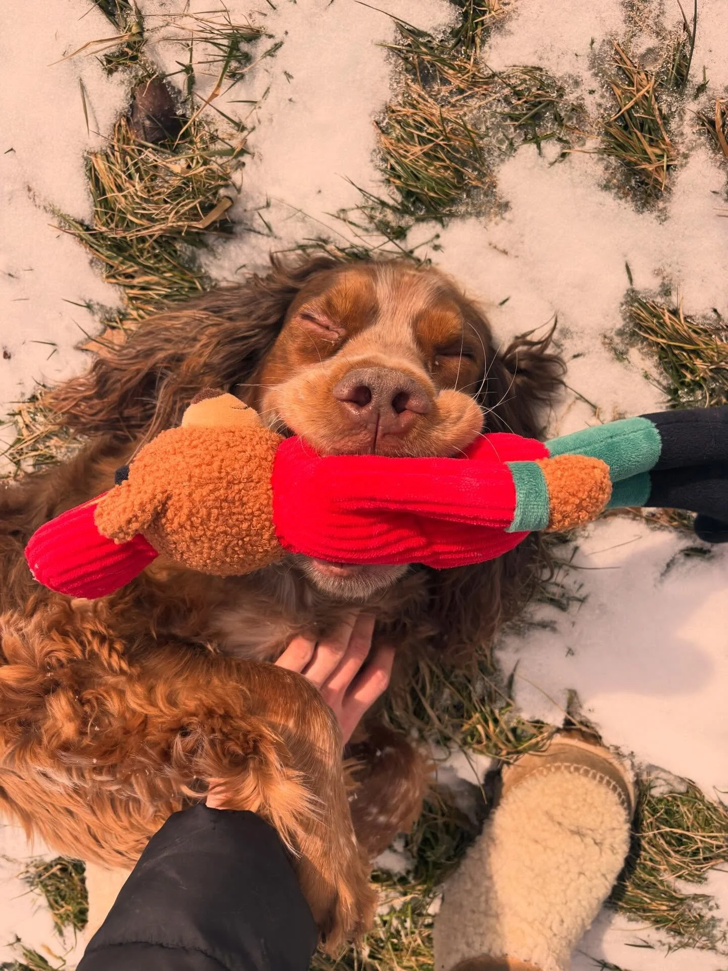 a new definition of happy hellos when I haven't seen Ollie in too long 😭❤️🐾 MY LOVER BOY
