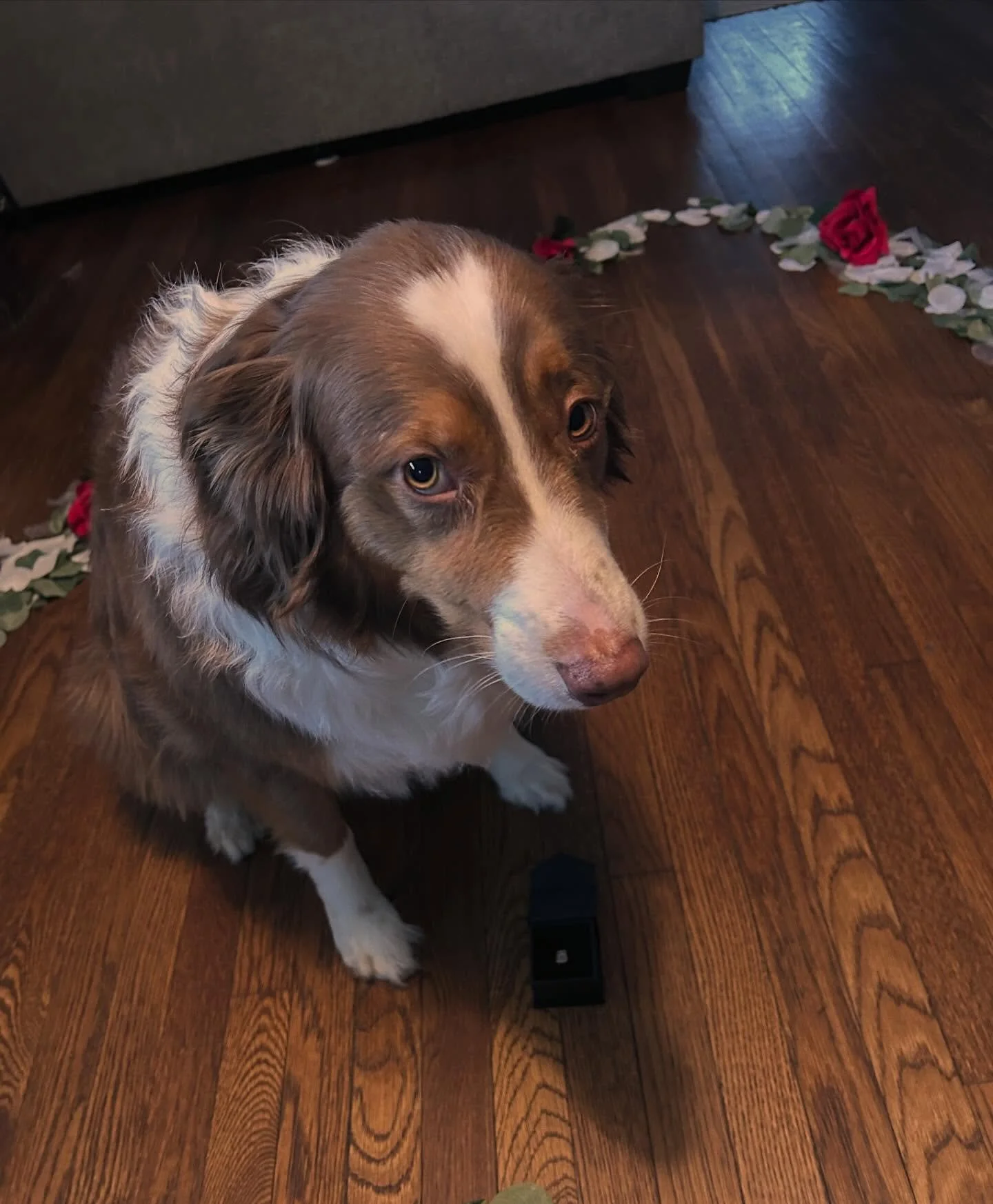 "Wait... I thought I was the one proposing" 💍💍 - Bentley 🥹

CONGRATS to Bentleys parents!!! 🥰🥰🥰