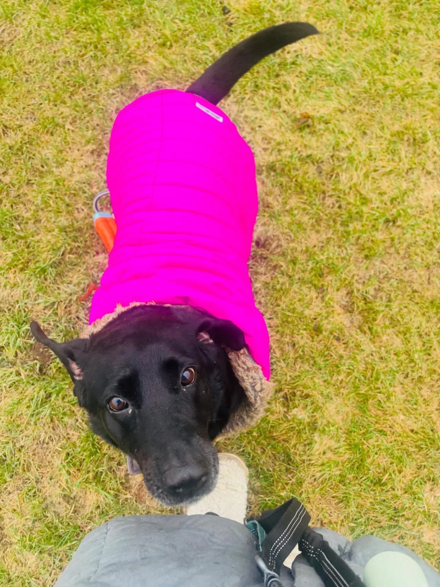 who am I kidding, I literally can't stay away from ataraxia 🐾🥰🥹

enjoy these photos of the happiest Josie!! We take weekly Millennium park field trips &amp; we split a chick fila nugget after 🍗