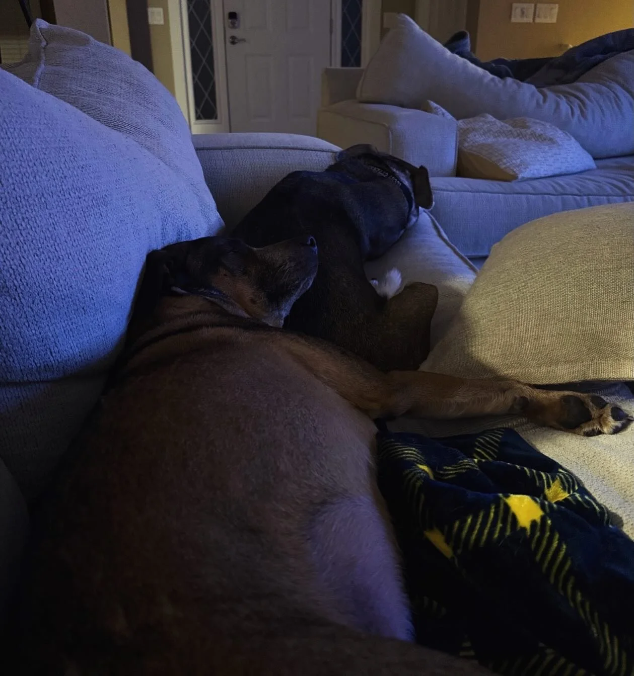 THIS is how your dogs want to feel when you're out of town 🥹 still at home, in their space, with the most loving spare hooman!