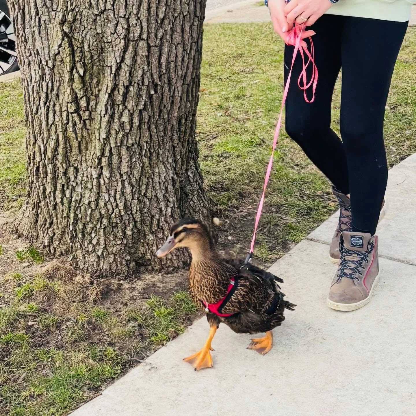 Happy Sunday &amp; enjoy this duck on a walk 🥹 🦆