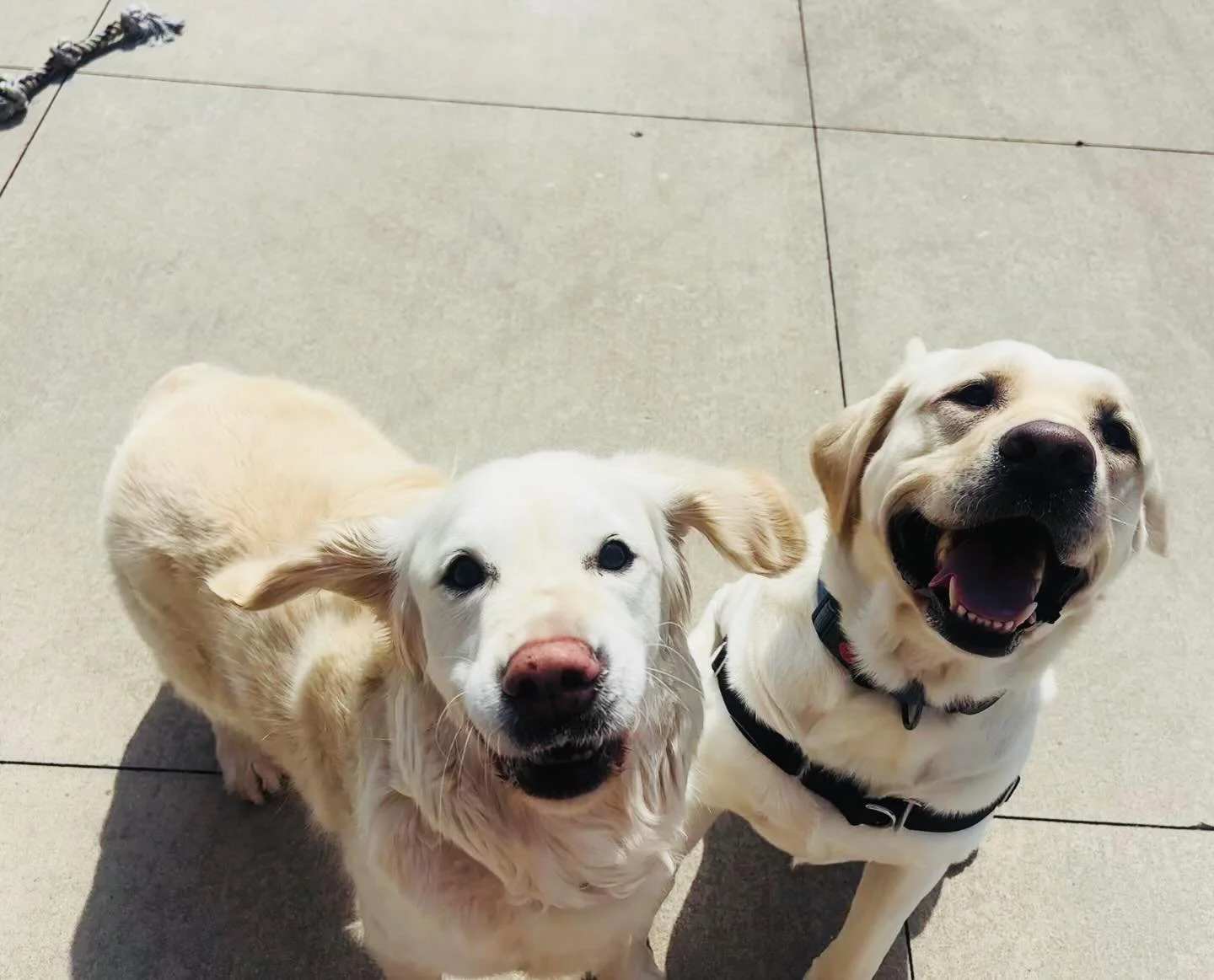 Benney &amp; Frankie here to make a very important announcement 🐾

Next week is packed &mdash; like, truly full. We won&rsquo;t be able to take on any last-minute bookings. Our website is still open for requests right now, but it will likely be clos