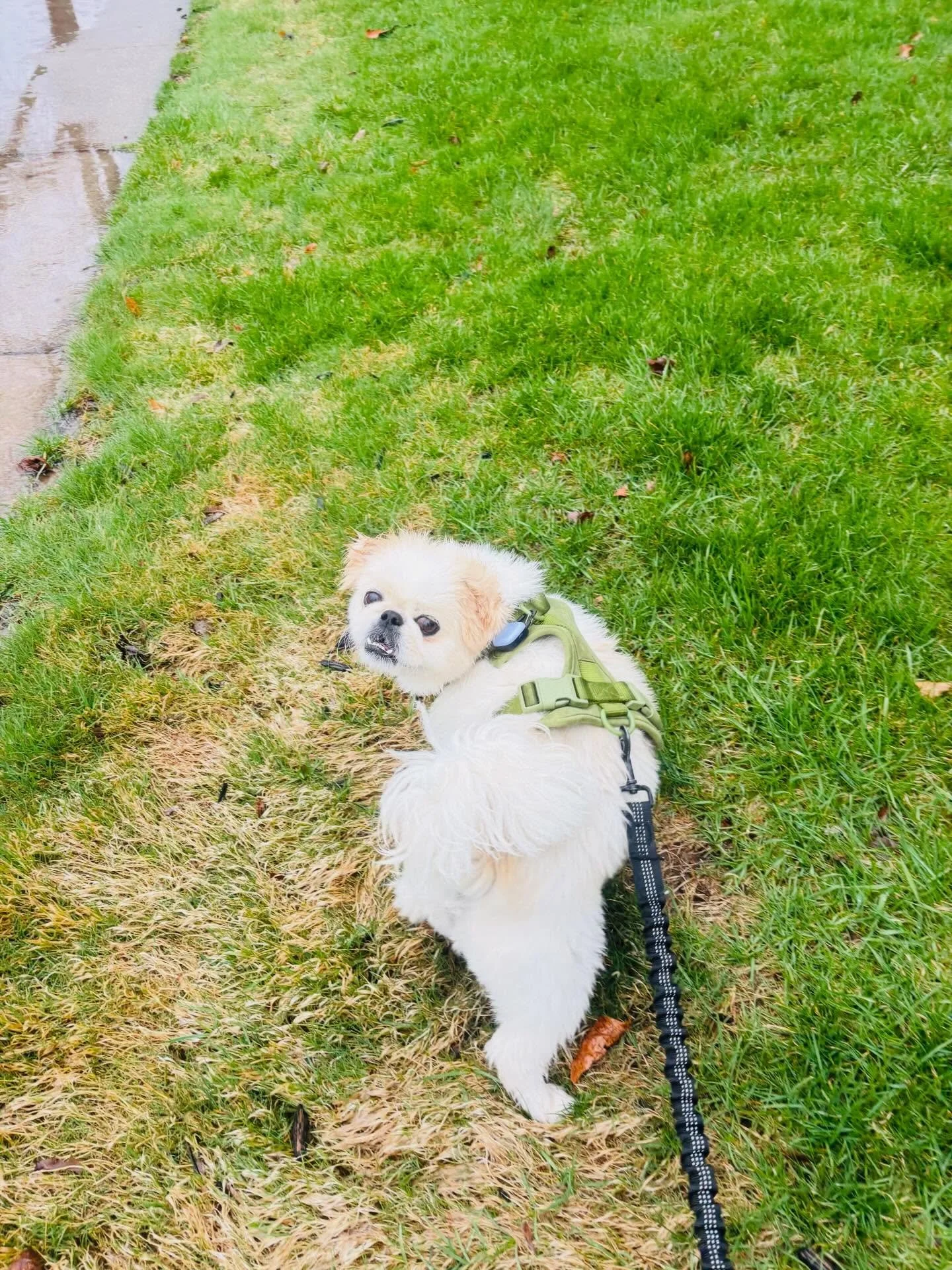 I can't help myself. Scroll to see Lou soaked from our rainy walk ☔️☔️☔️