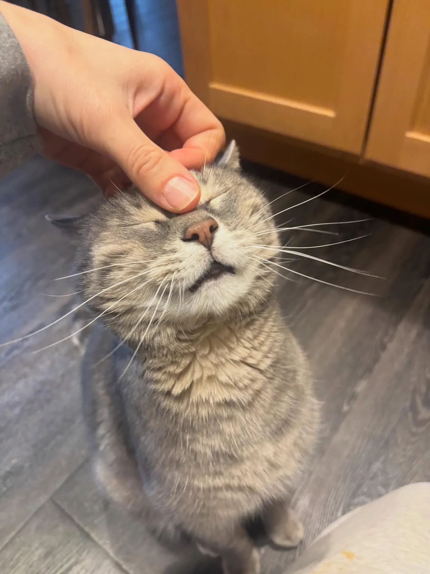 Meet Bo 🐾

His parents are out of the country for almost three weeks&mdash;and Bo and I quickly became best friends 🤍

He&rsquo;s 13, a recent rescue, and full of personality. I mean full. The vocals, the sass&hellip; he will absolutely tell you ex