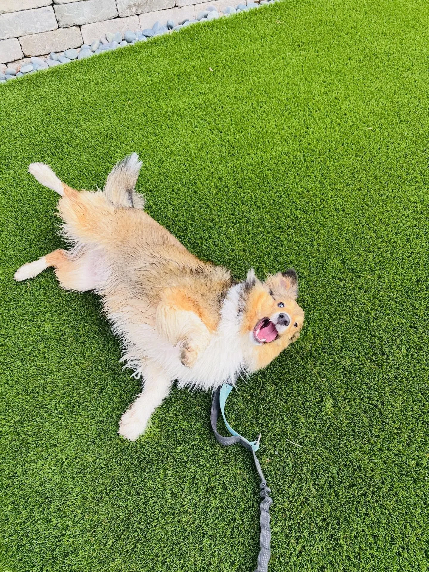 This could be your dog 🤍

Lychee is the definition of a full life&mdash;six walks a week, familiar faces, little routines, and so many people who know and love her.

She&rsquo;s built relationships with so many of our team (and yes&hellip; she has b