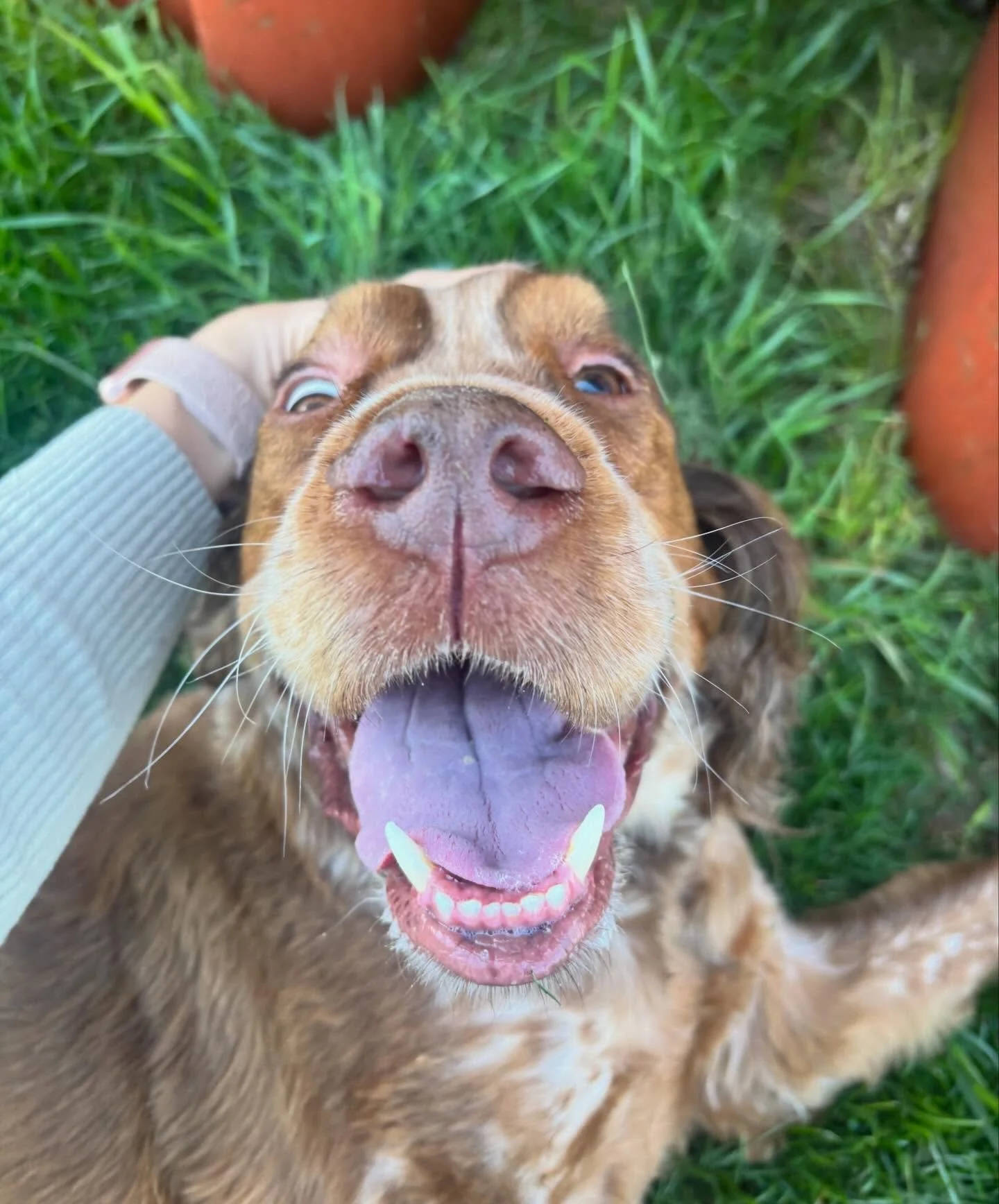 Ollie says hi remember me!?!? 🥹❤️🥹❤️ Ollie moved farther away from me... so I SOAK up the time we do get together!!!