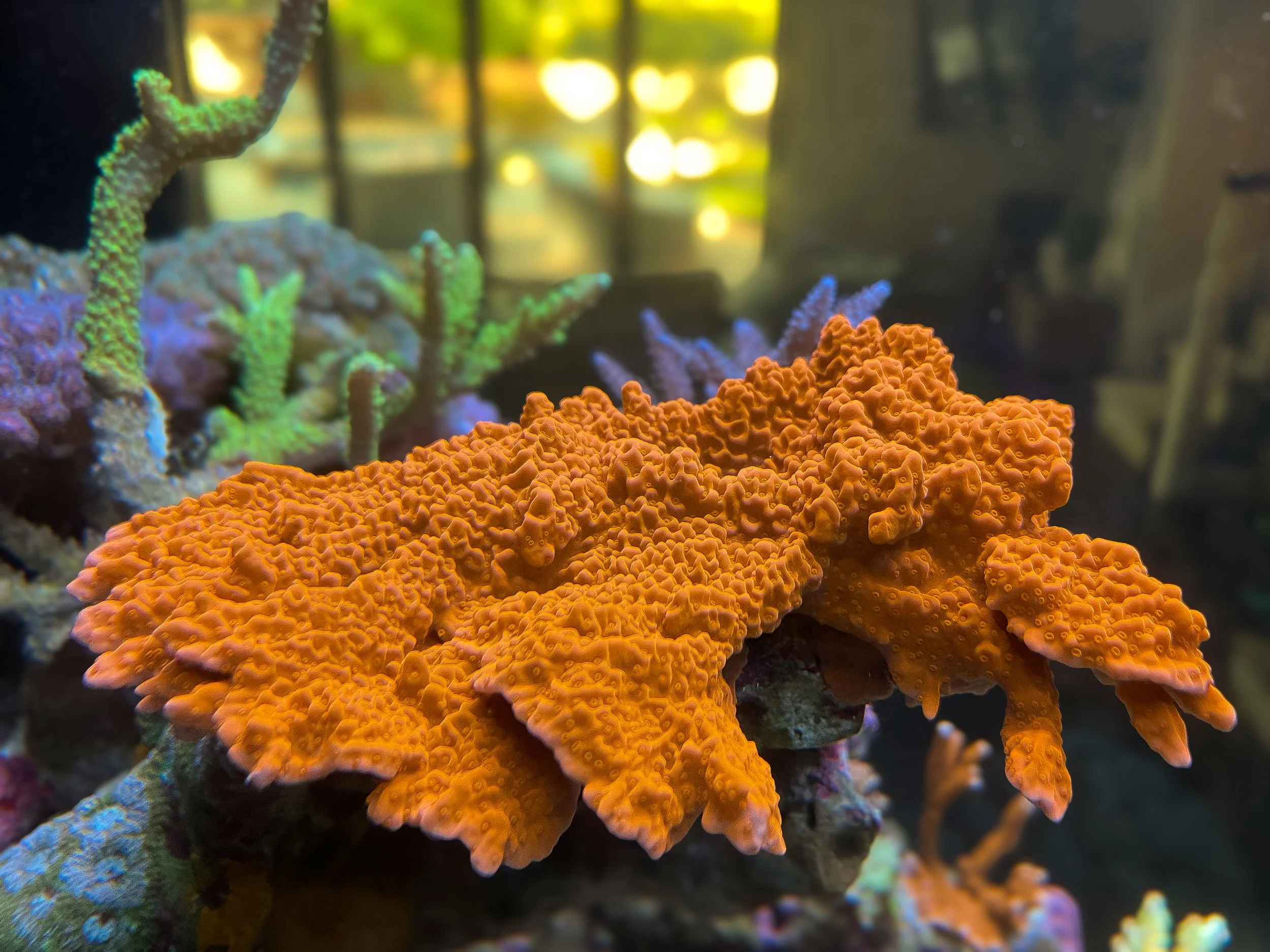 Orange Montipora Setosa