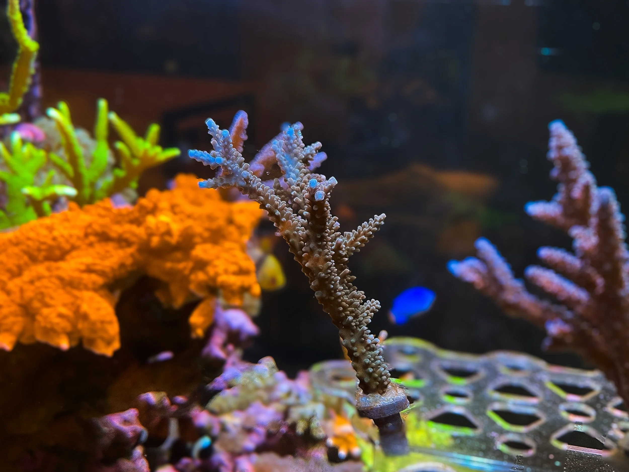 Blue Tip Staghorn Acropora