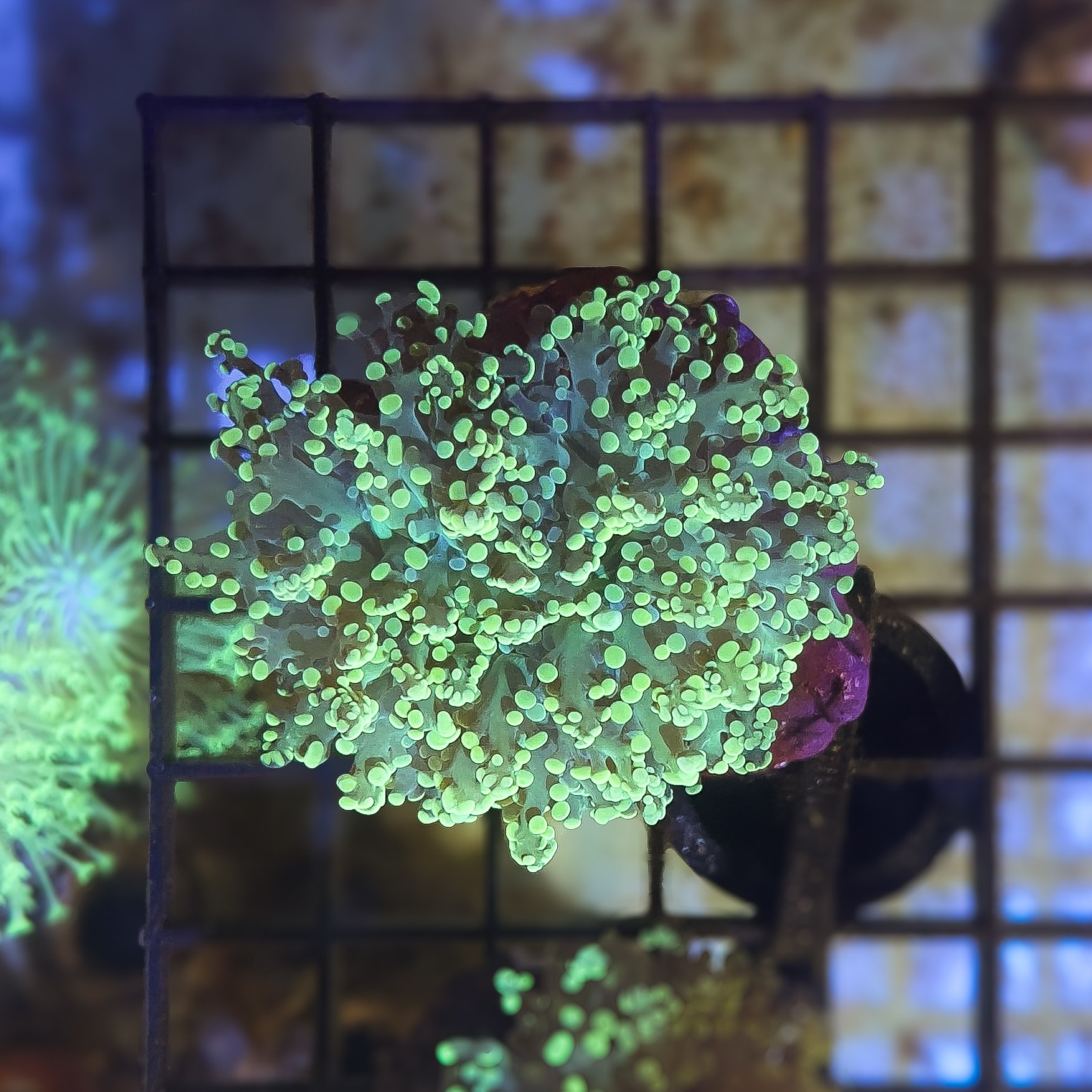 Highlighter Branching Frogspawn WYSIWYG