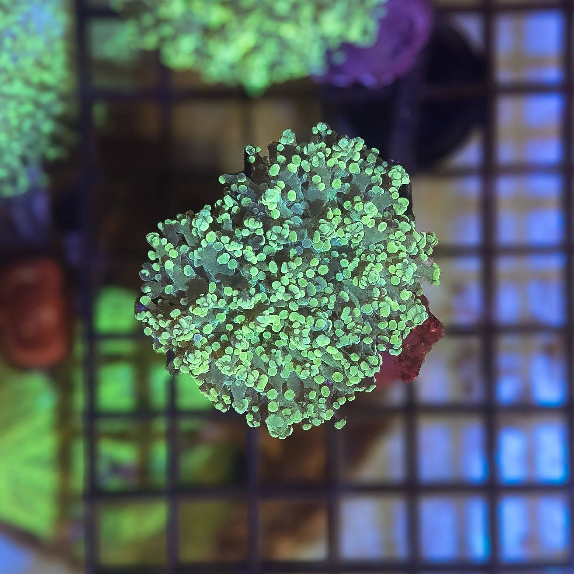 Highlighter Branching Frogspawn WYSIWYG