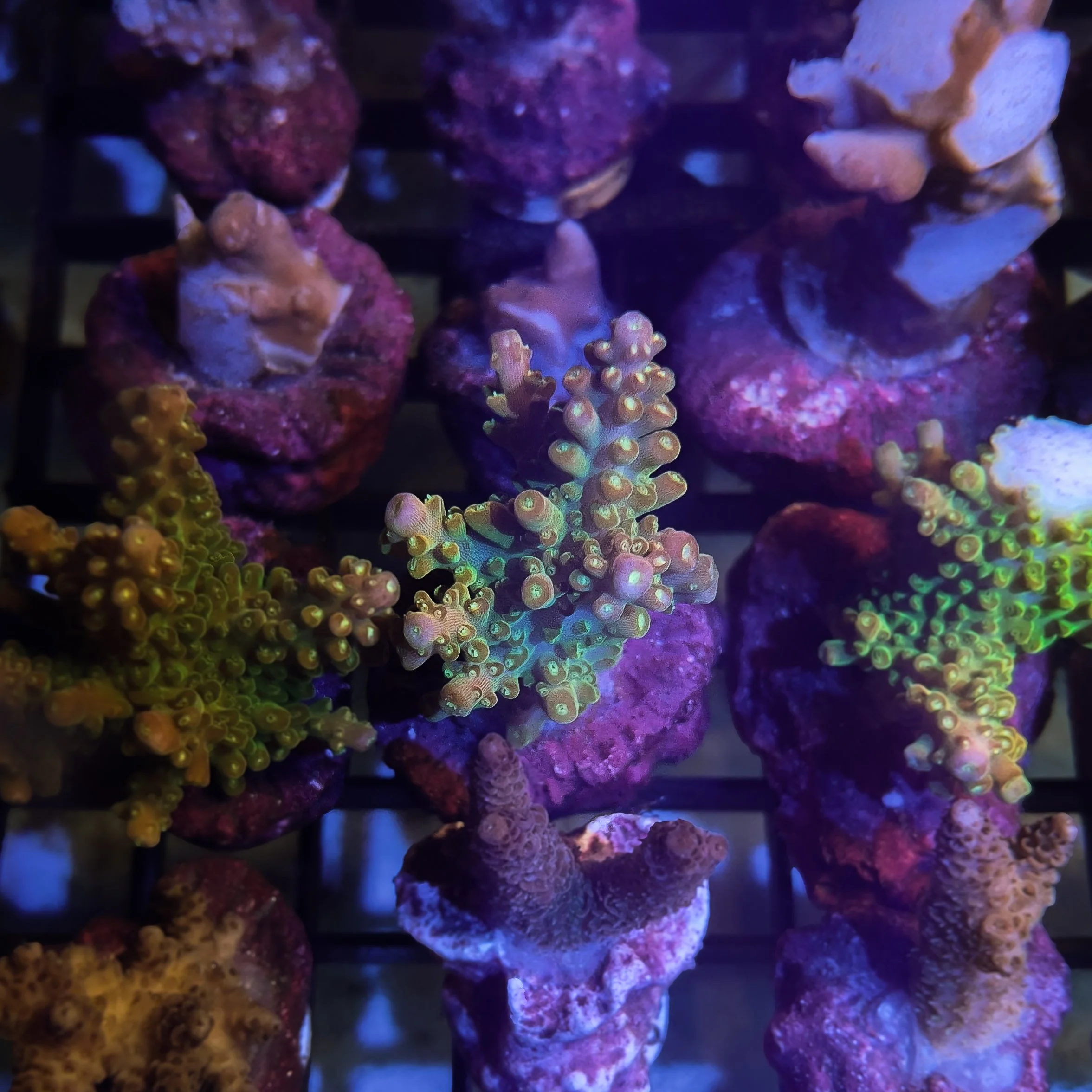 AC Hanini Weenie Acropora WYSIWYG