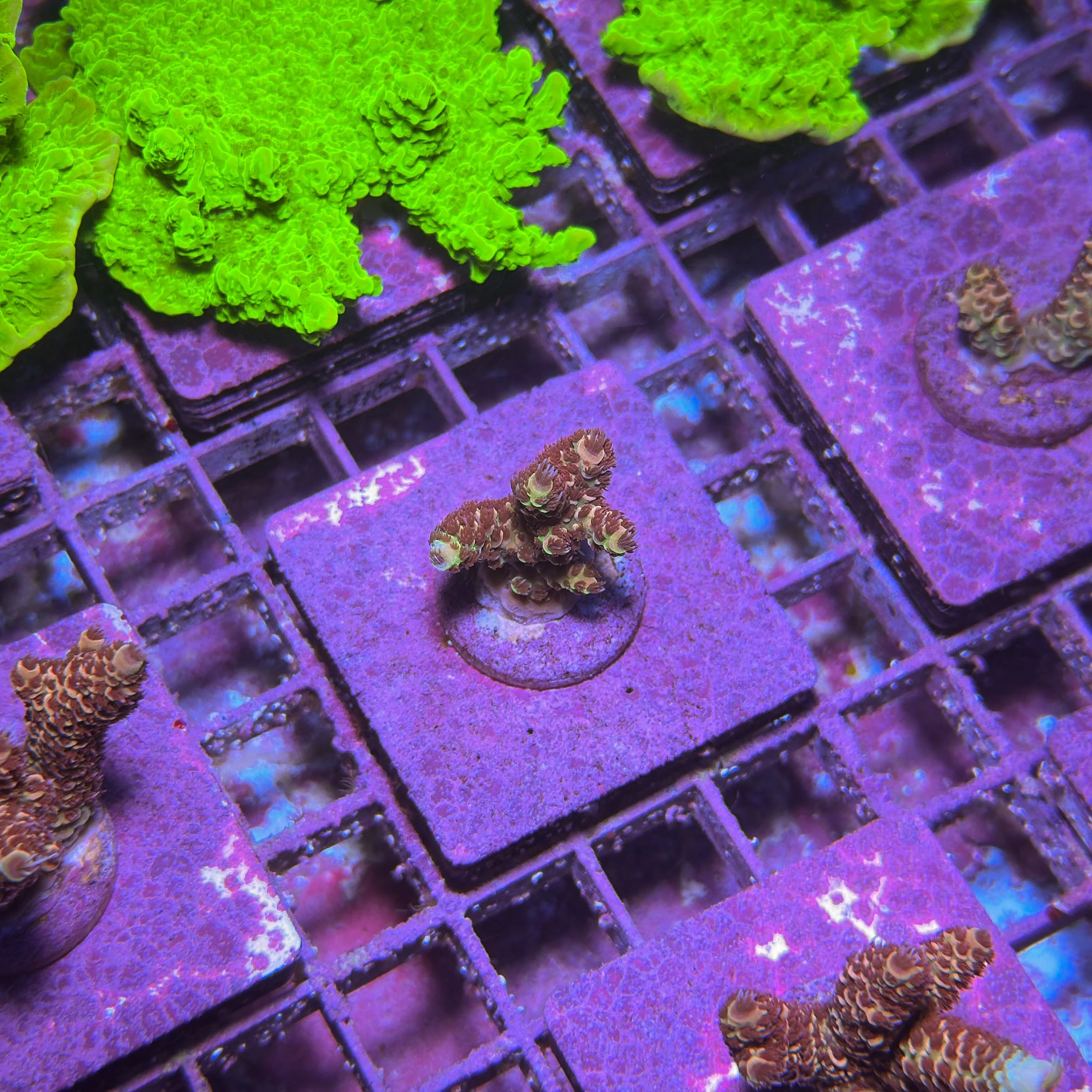 TSA Habanero Acropora - D8