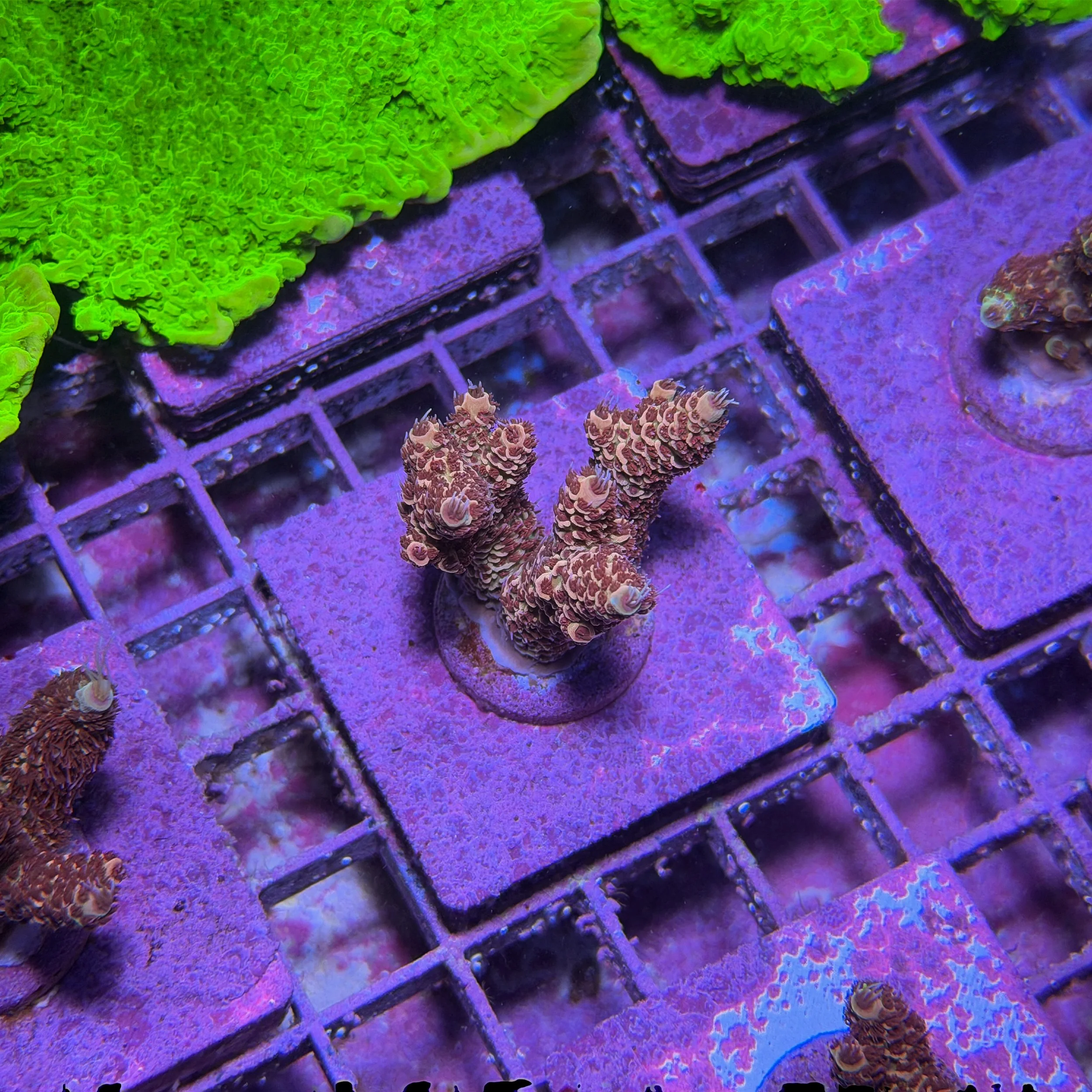TSA Habanero Acropora - D6