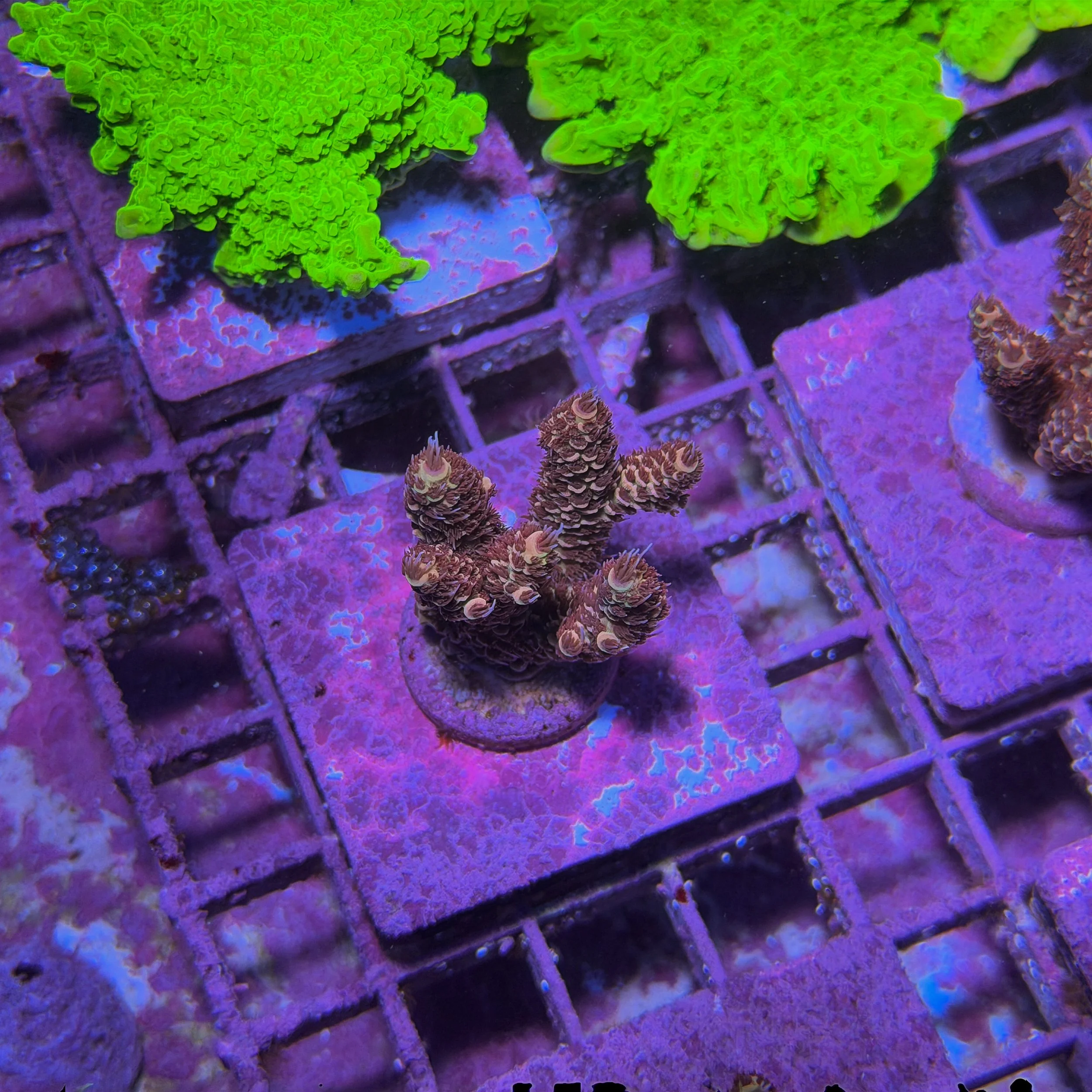 TSA Habanero Acropora - D2