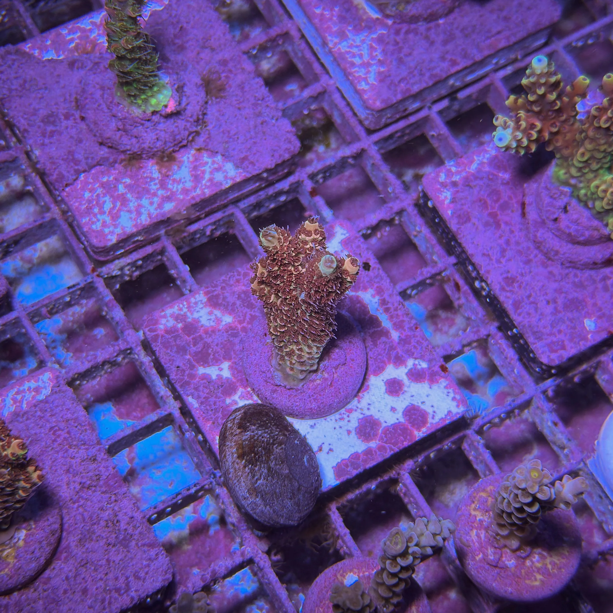 TSA Habanero Acropora - D11