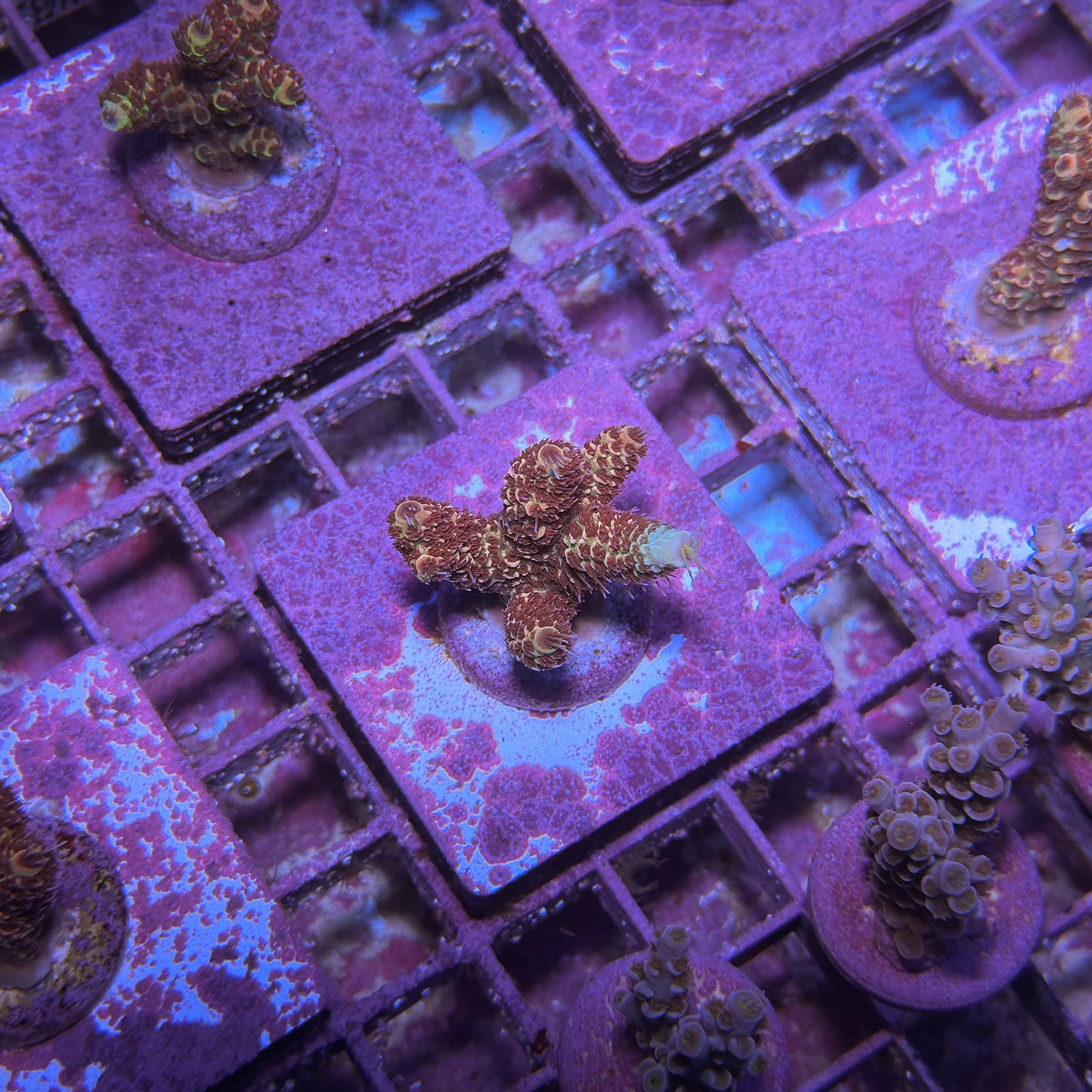 TSA Habanero Acropora - D7