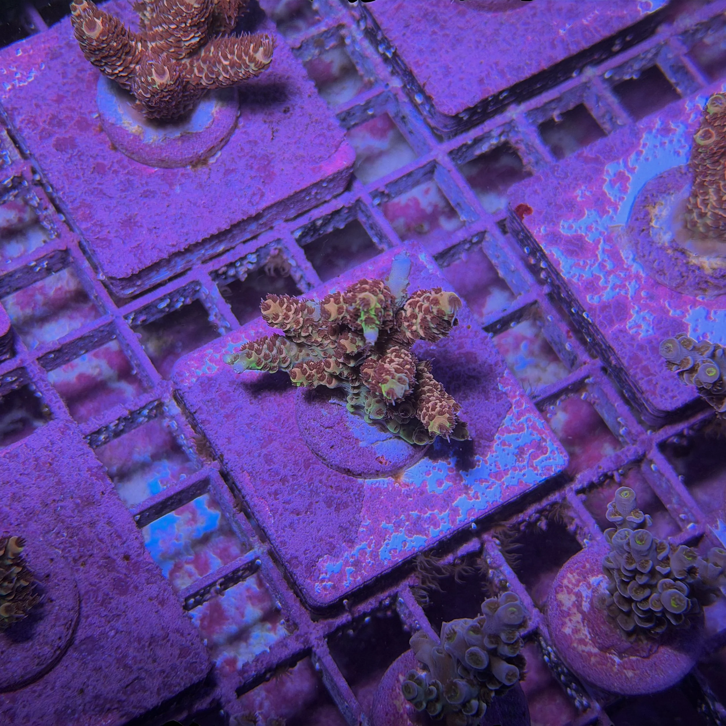 TSA Habanero Acropora - D4