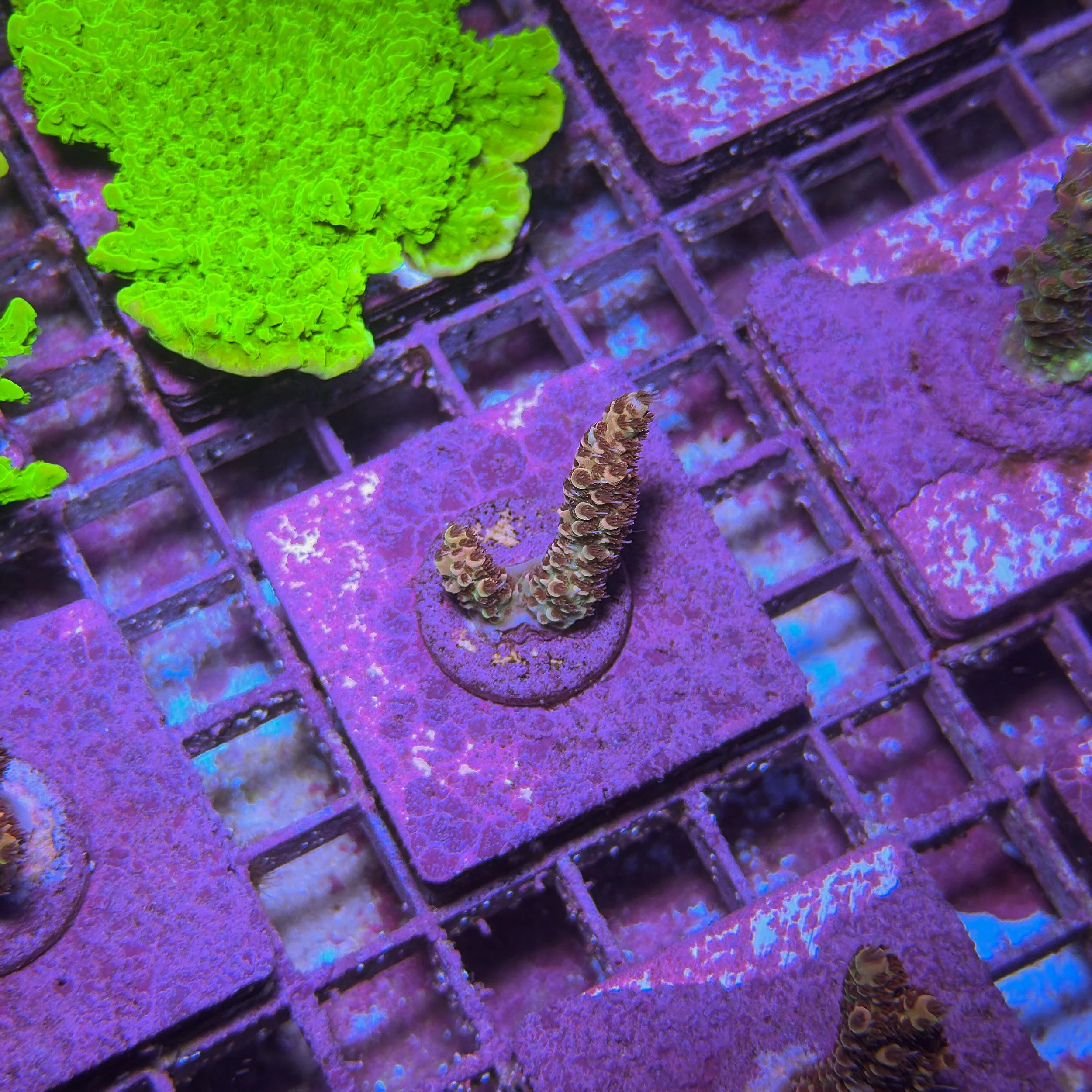 TSA Habanero Acropora - D10