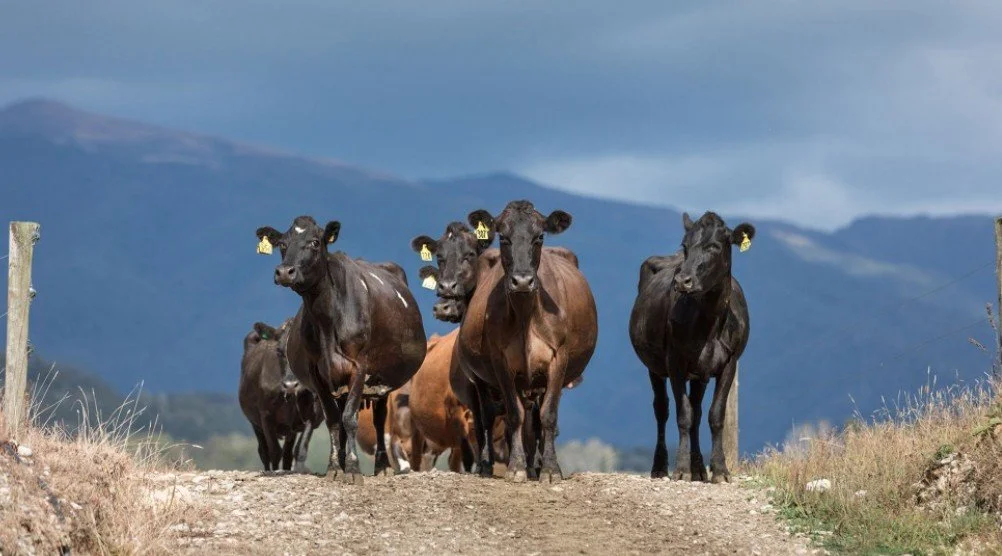 The Crossbreed cow -              New Zealand’s cow?