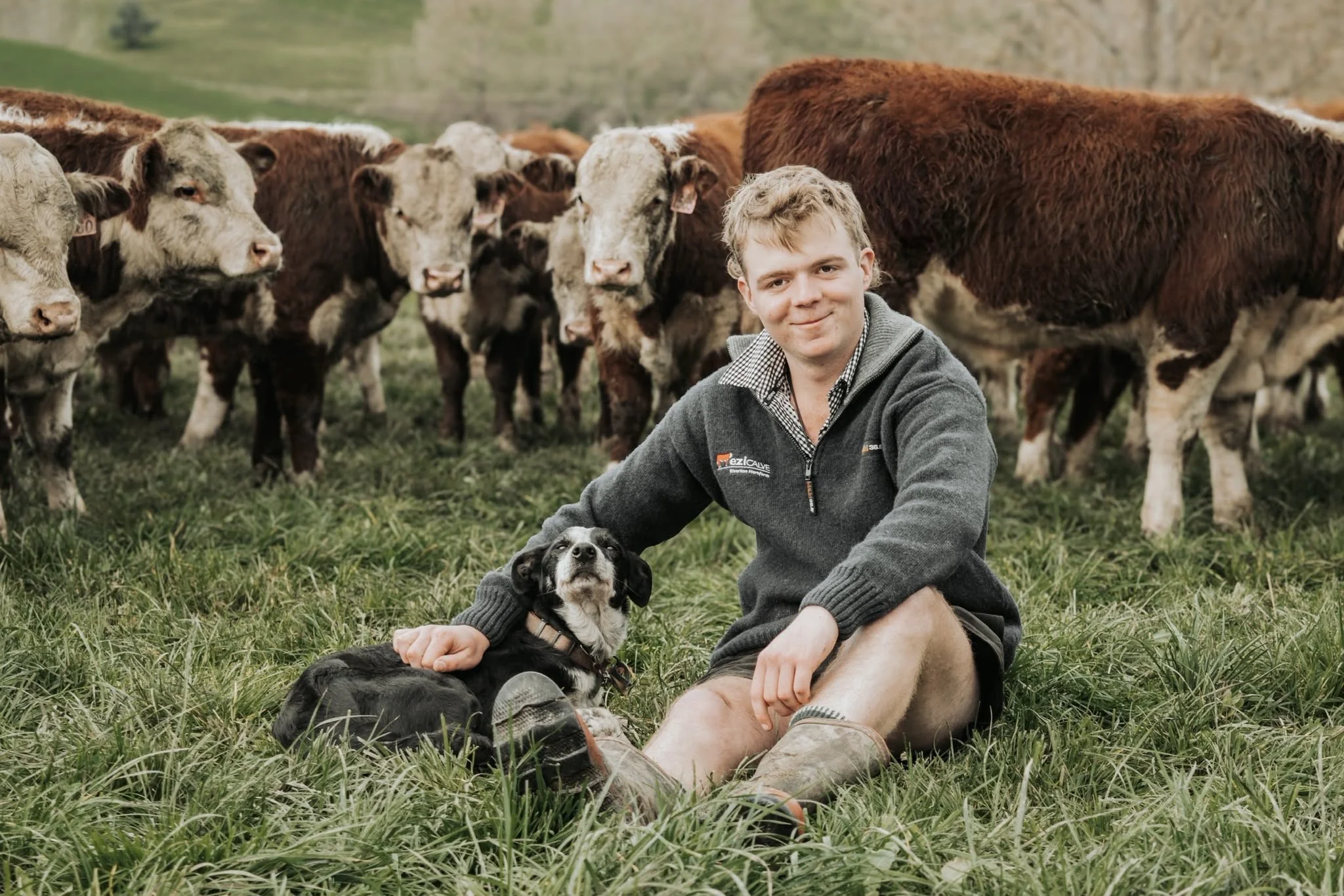Dairy Beef Opportunities