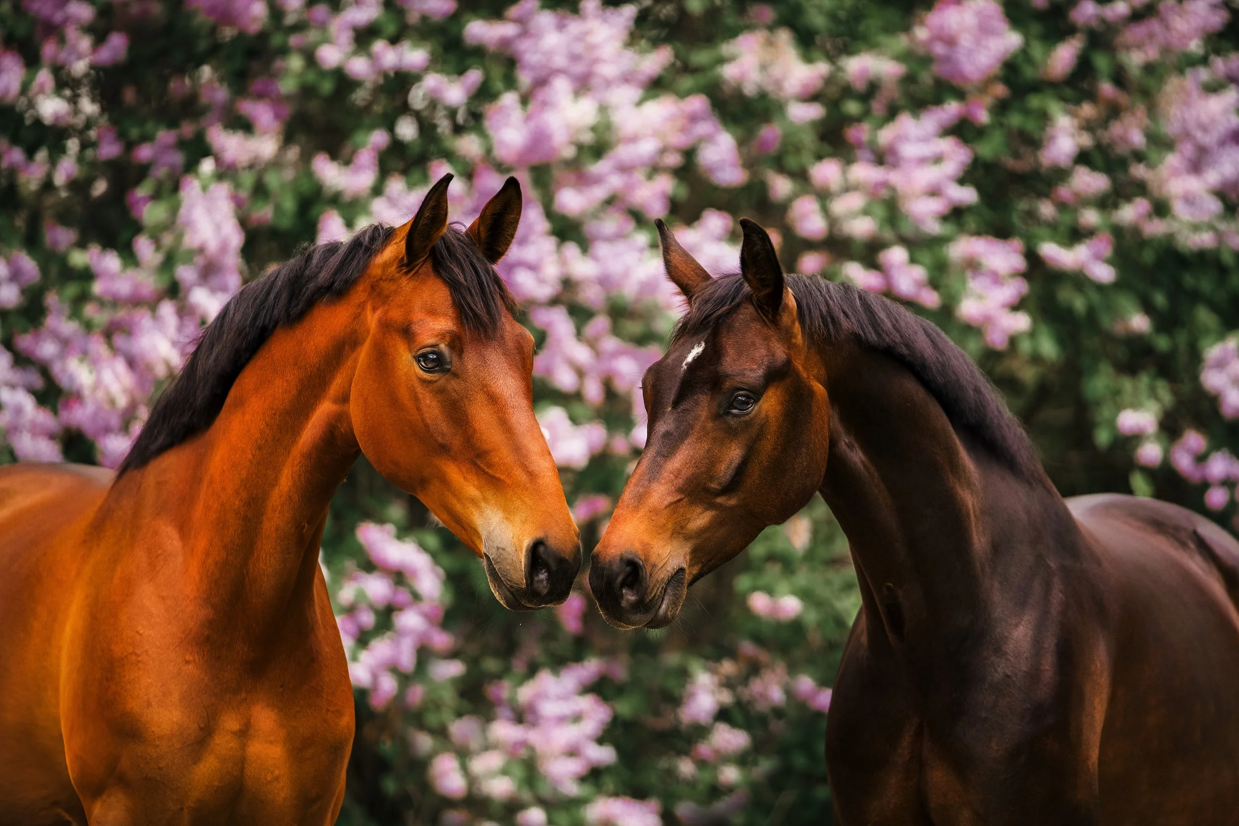 DSC04502-Edit Kopie.jpg