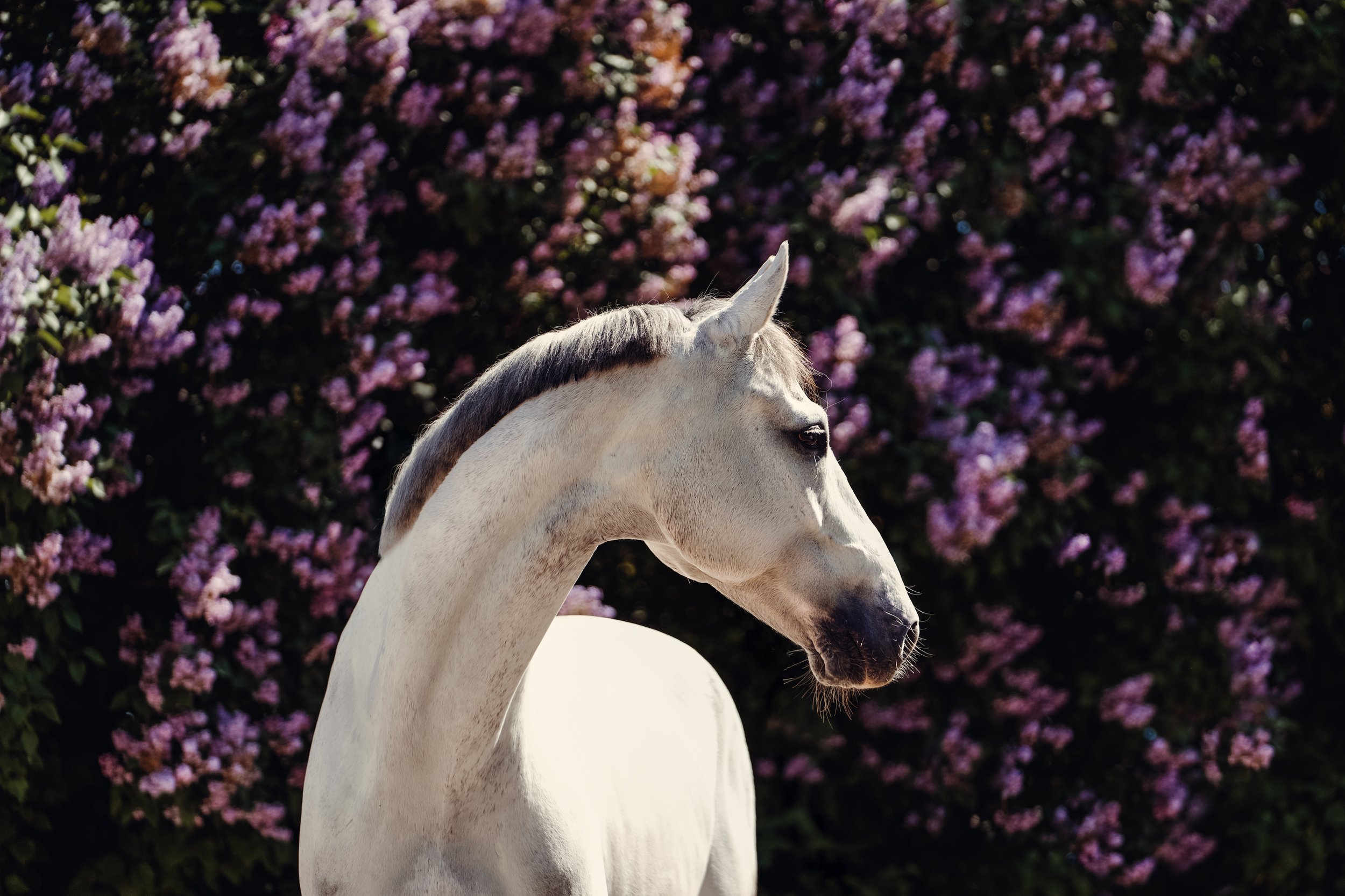 DSC03991-Edit (1).jpg