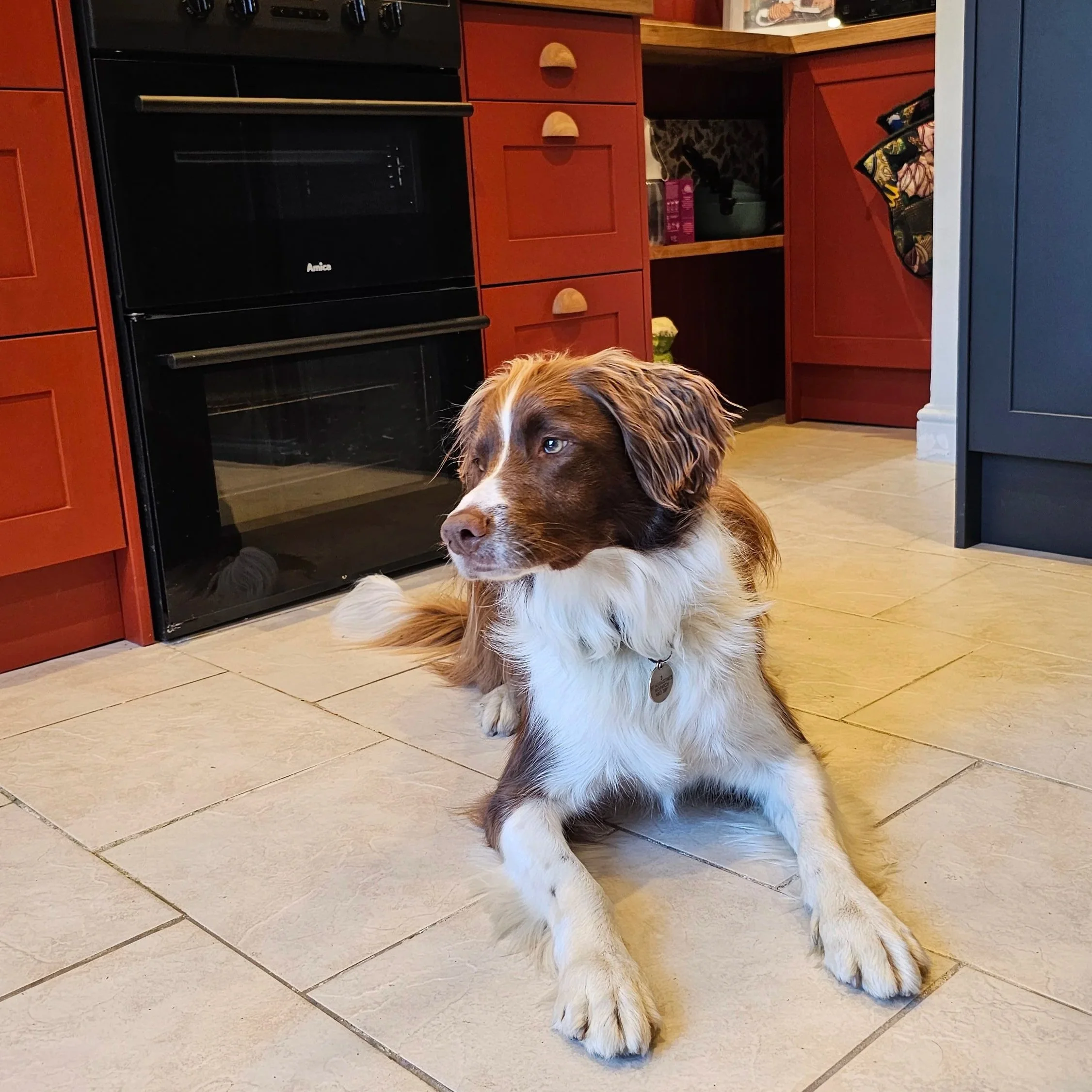 Muddy Paws Season Is Coming: 7 Pet-Friendly Ideas for Your Home