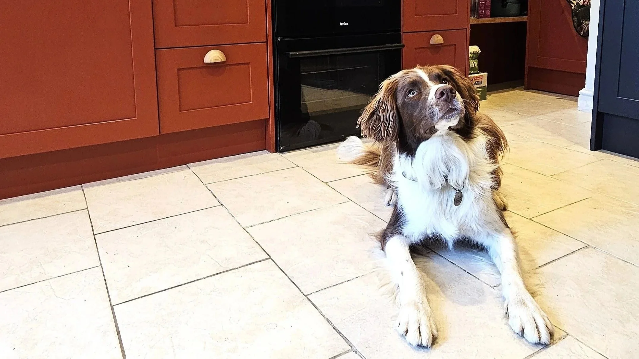 Dog relaxing in a bespoke Fox & Bear kitchen in Norfolk