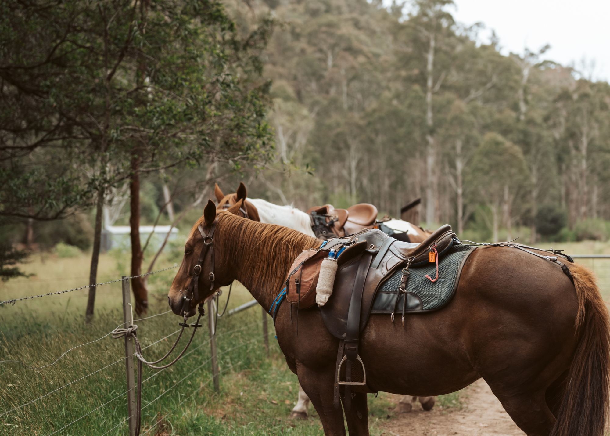 2 Day HorseBack Adventure.