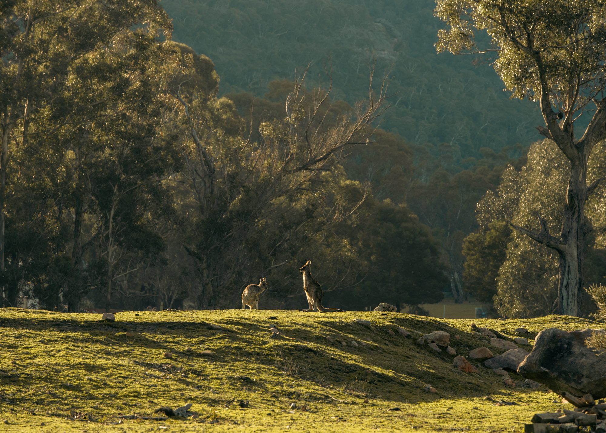 Kangaroos in the early morning light surrounded by bushland in Halls Gap, Grampians.