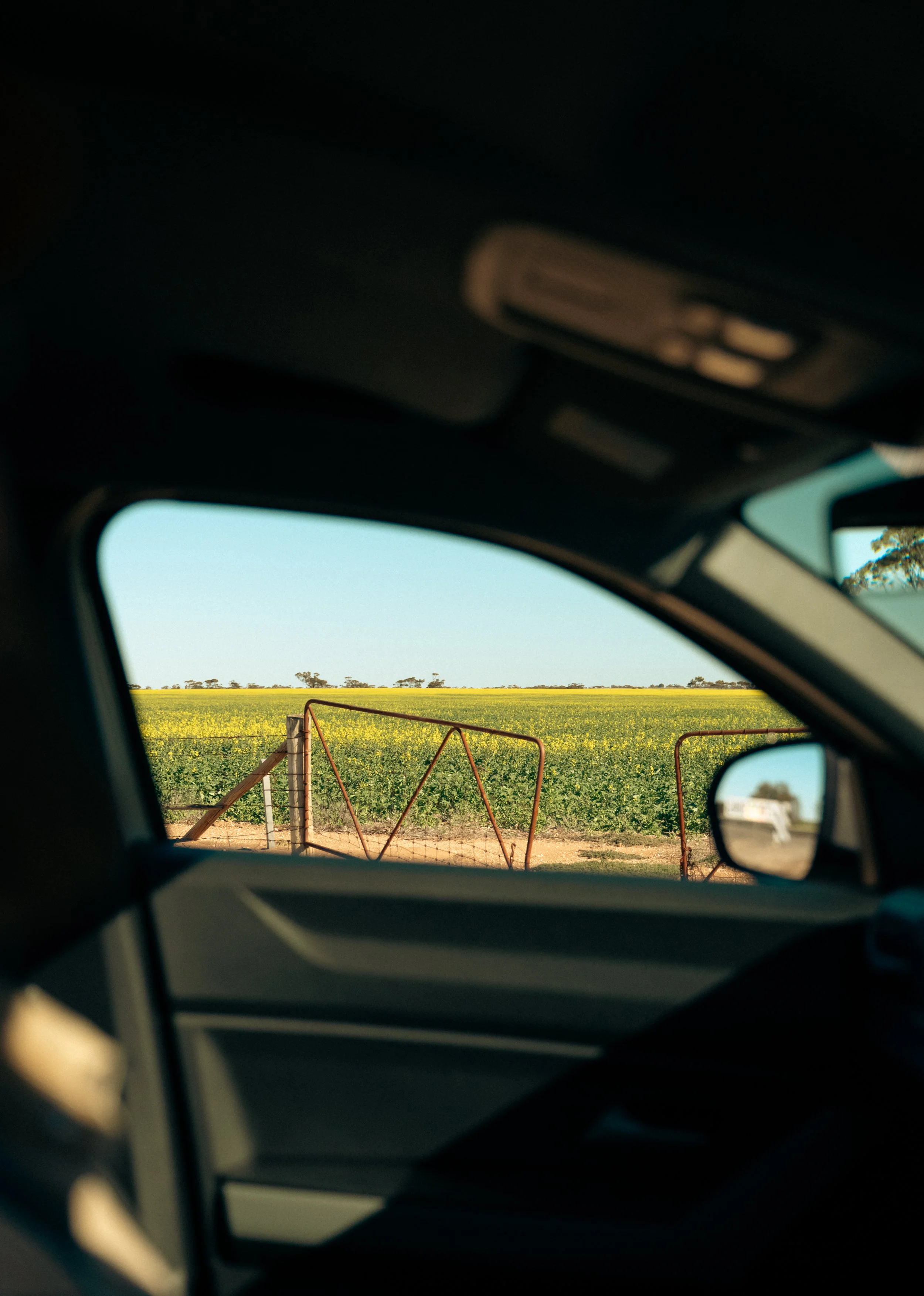  View of yellow canola fields through a car window on a road trip through regional Victoria. 
