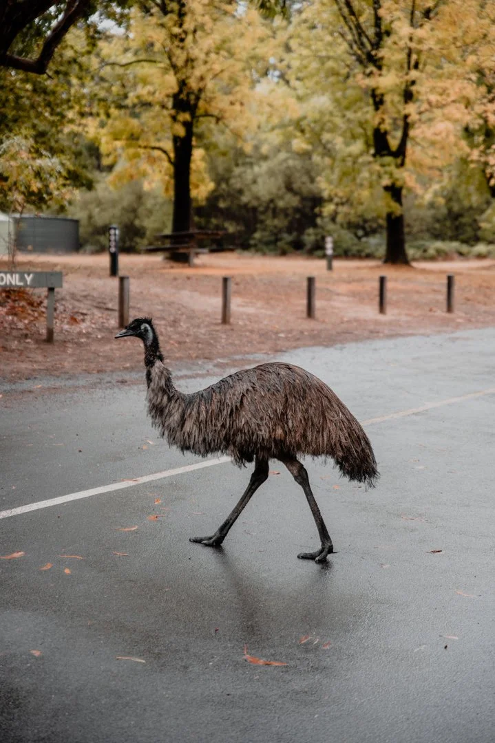 Kangaroo and emu spotted around Halls Gap in the Grampians, Victoria. 