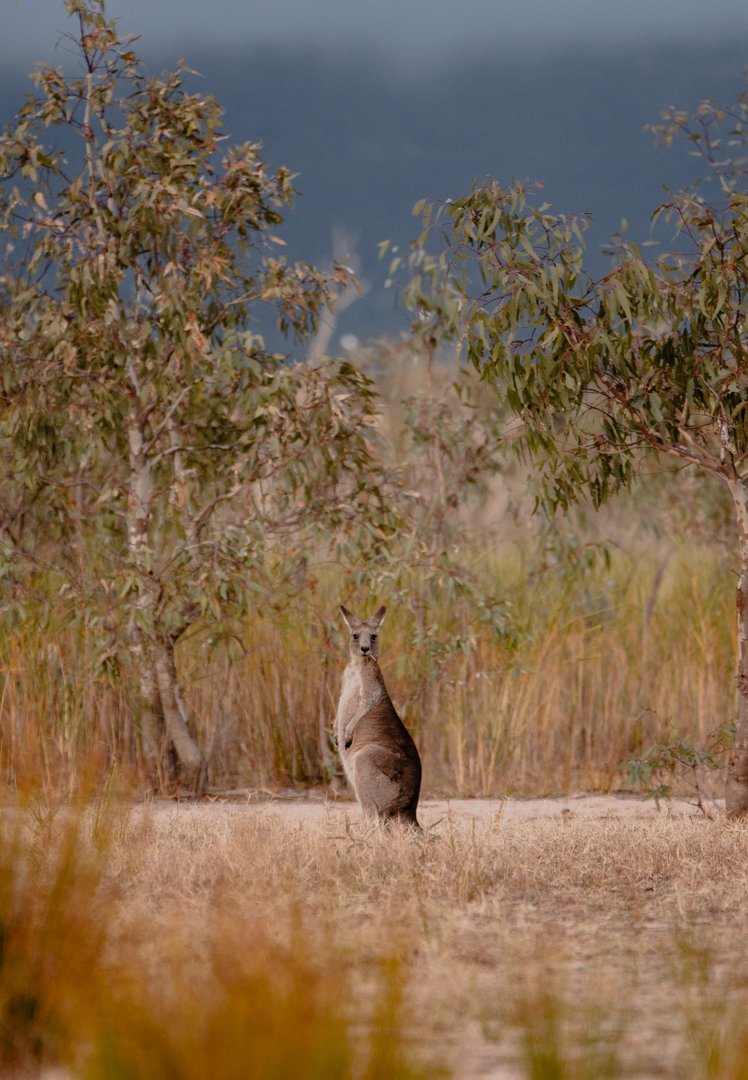  Kangaroo and emu spotted around Halls Gap in the Grampians, Victoria. 