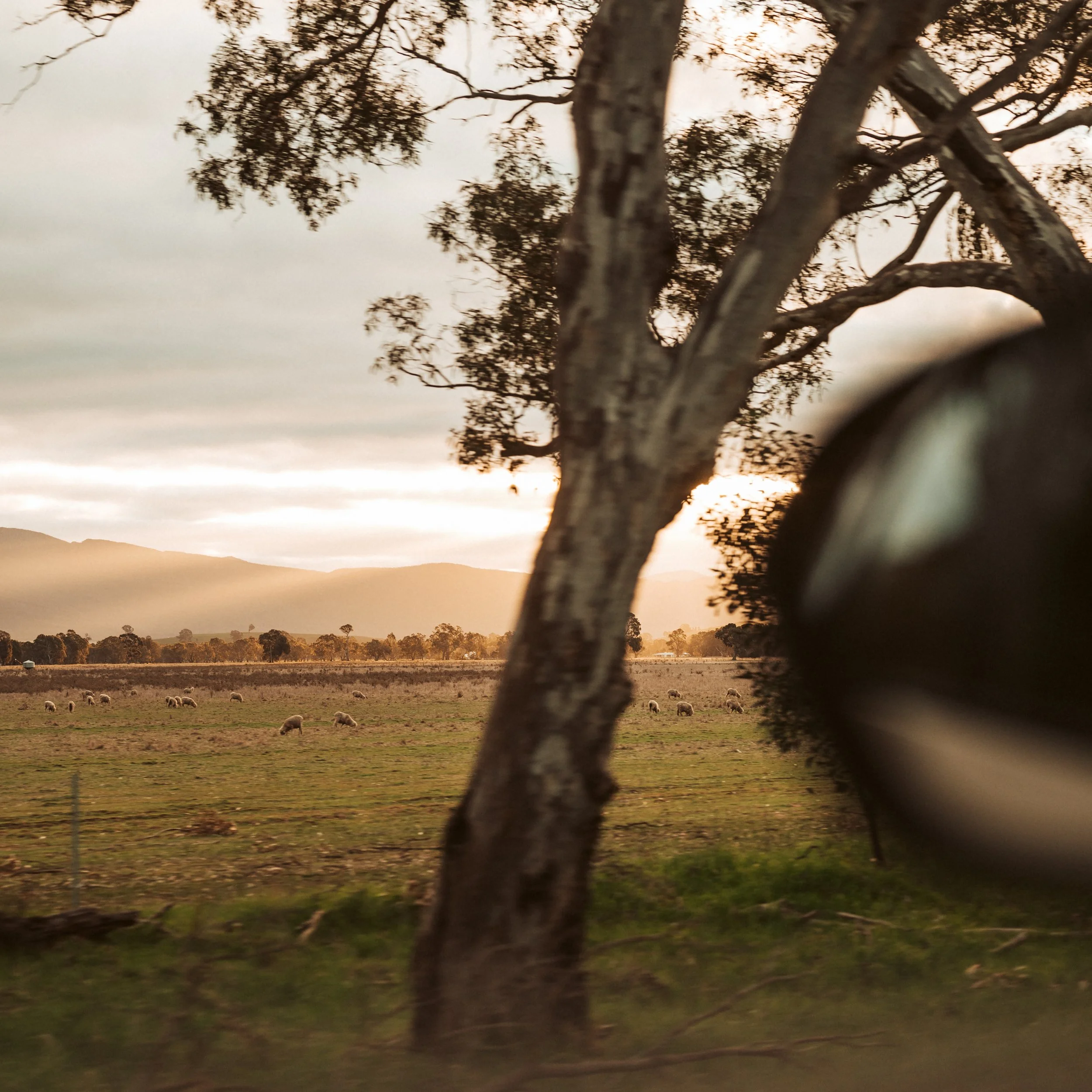 Things to Do in the Grampians: A Weekend Guide to Halls Gap