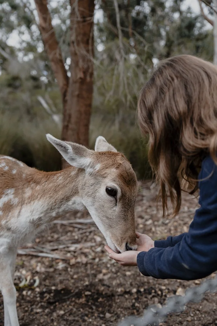 Close-up wildlife encounter with a deer at Halls Gap Zoo in the Grampians.