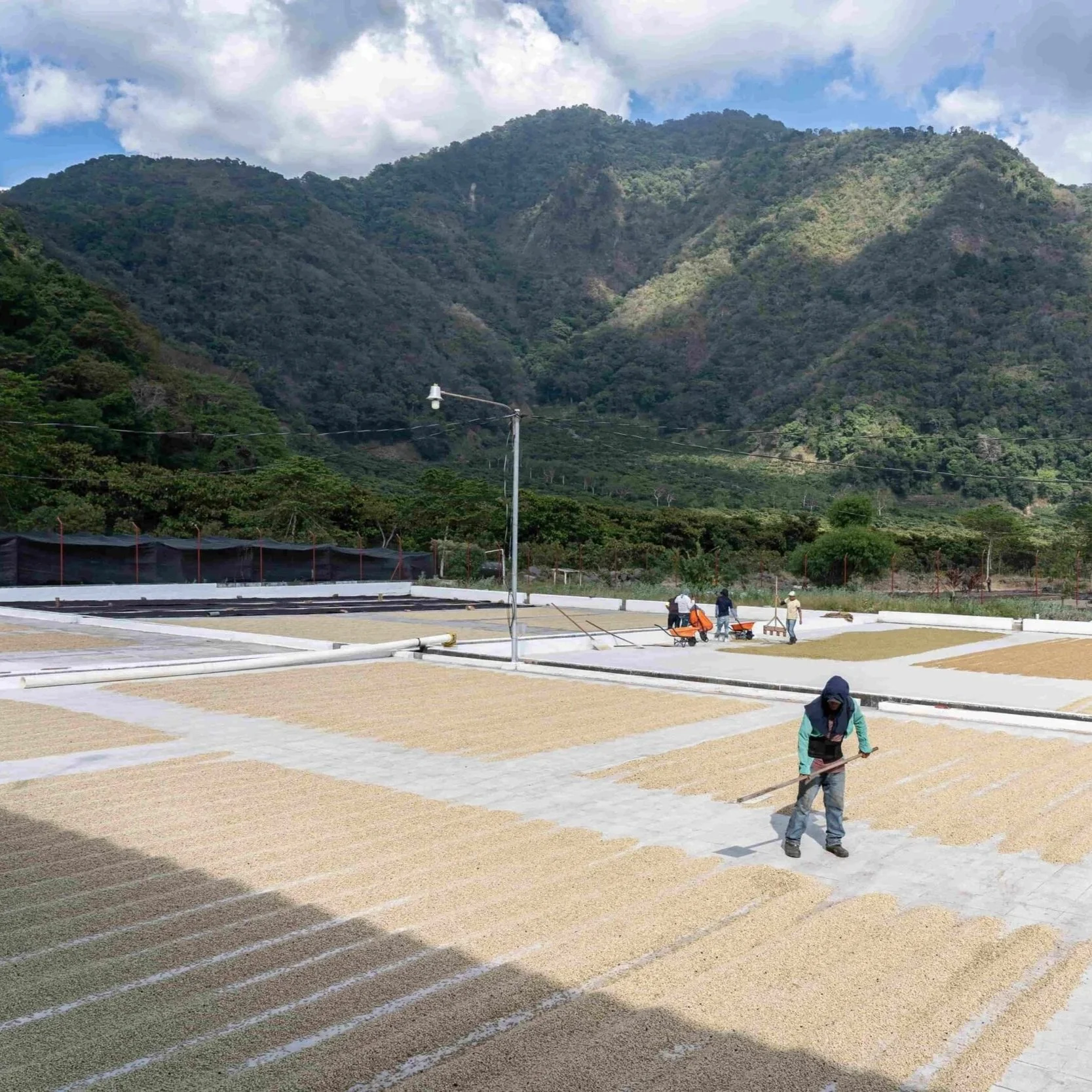 Panoramica-del-secado-de-cafe-en-la-finca-Pampojila-del-productor-Alex-Herrera-en-Guatemala-scaled.jpg