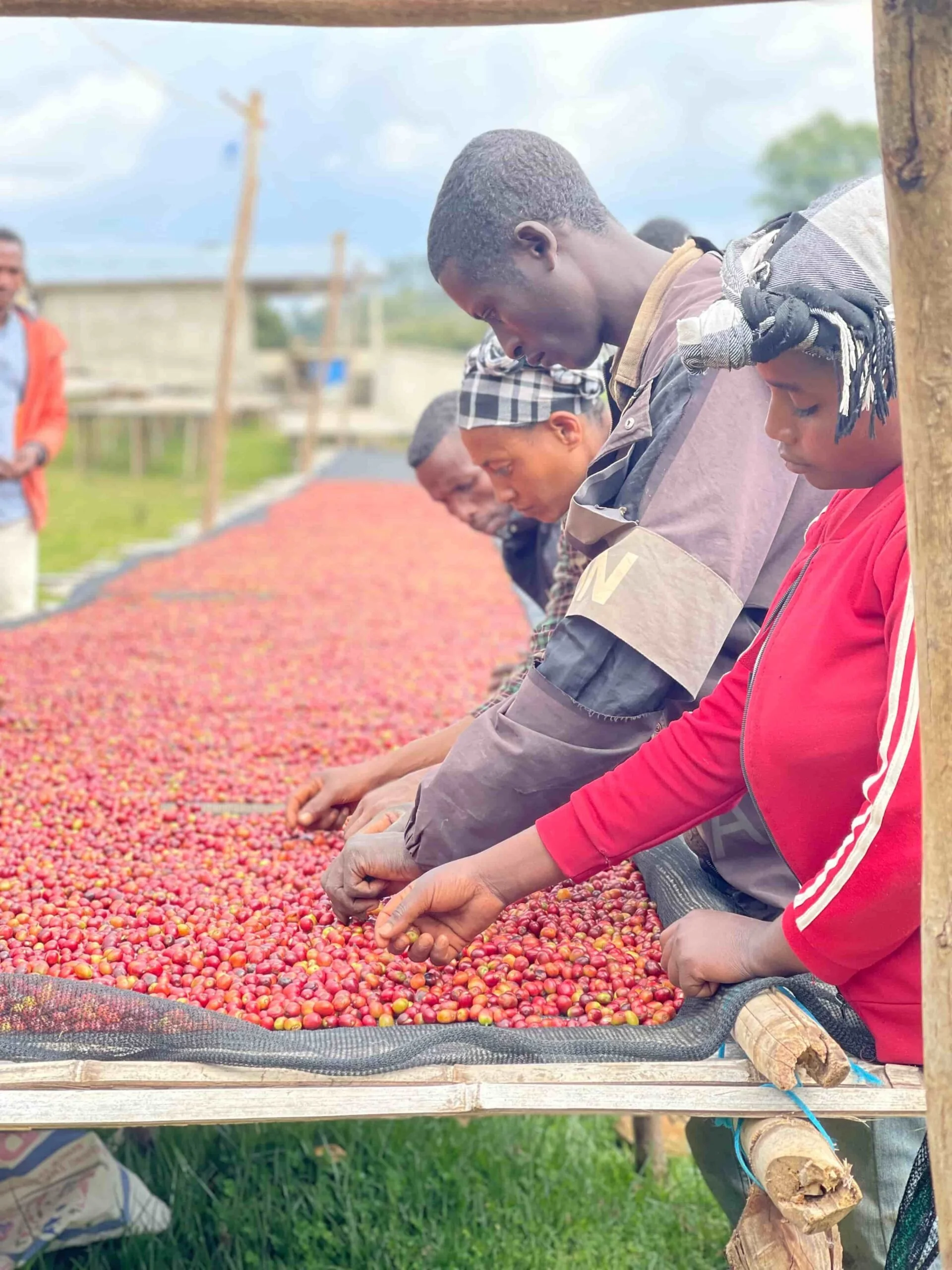 Dukamo Family - Heirloom natural 🇪🇹