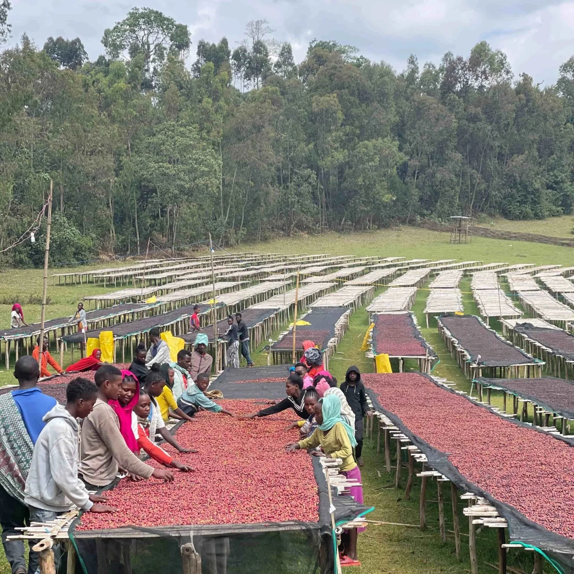 Secado-de-cafe-de-la-finca-Daye-Bensa-de-la-familia-Dukamo-en-Etiopia-scaled.jpg
