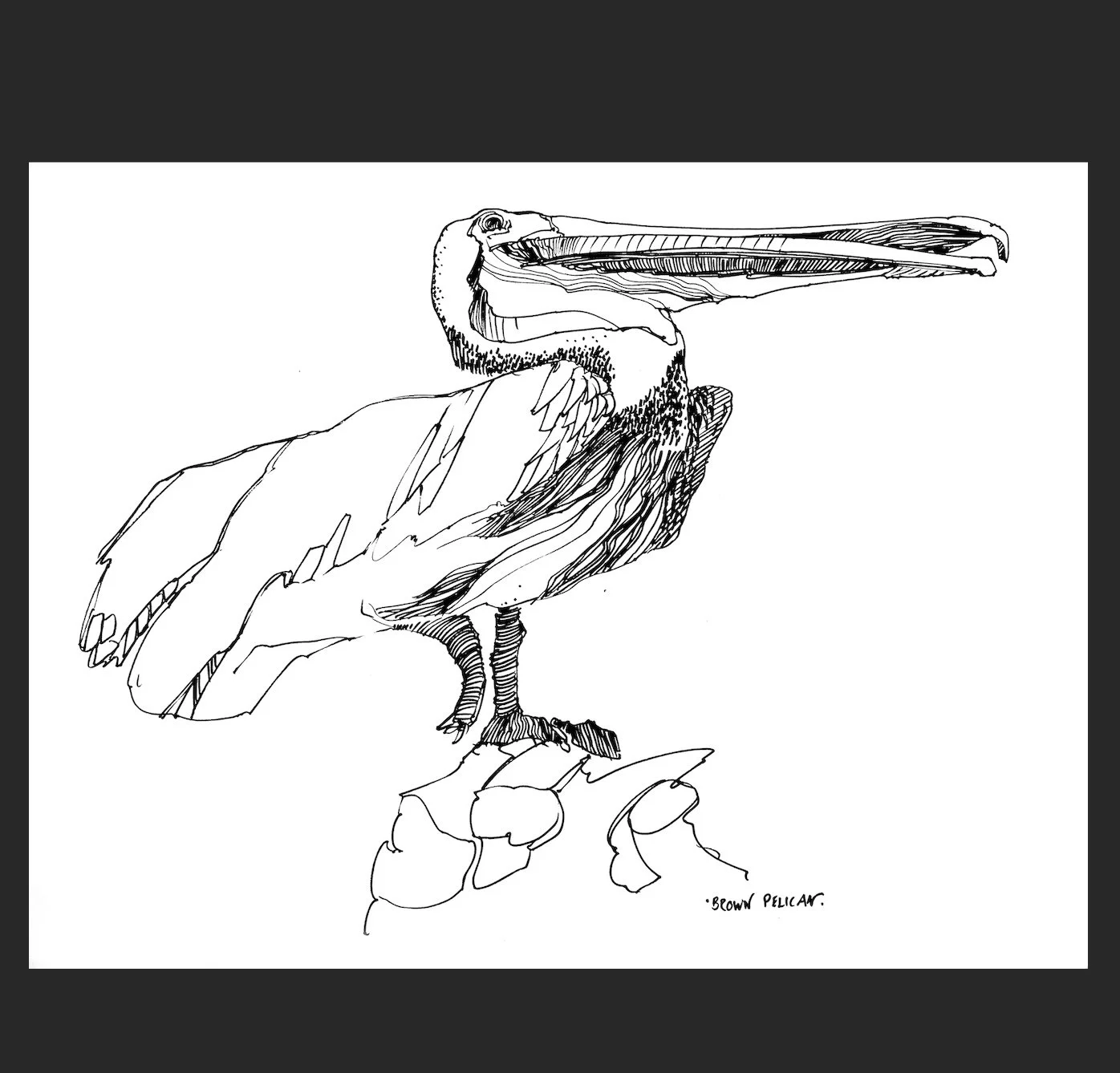 Pelican Notecard (with envelope)