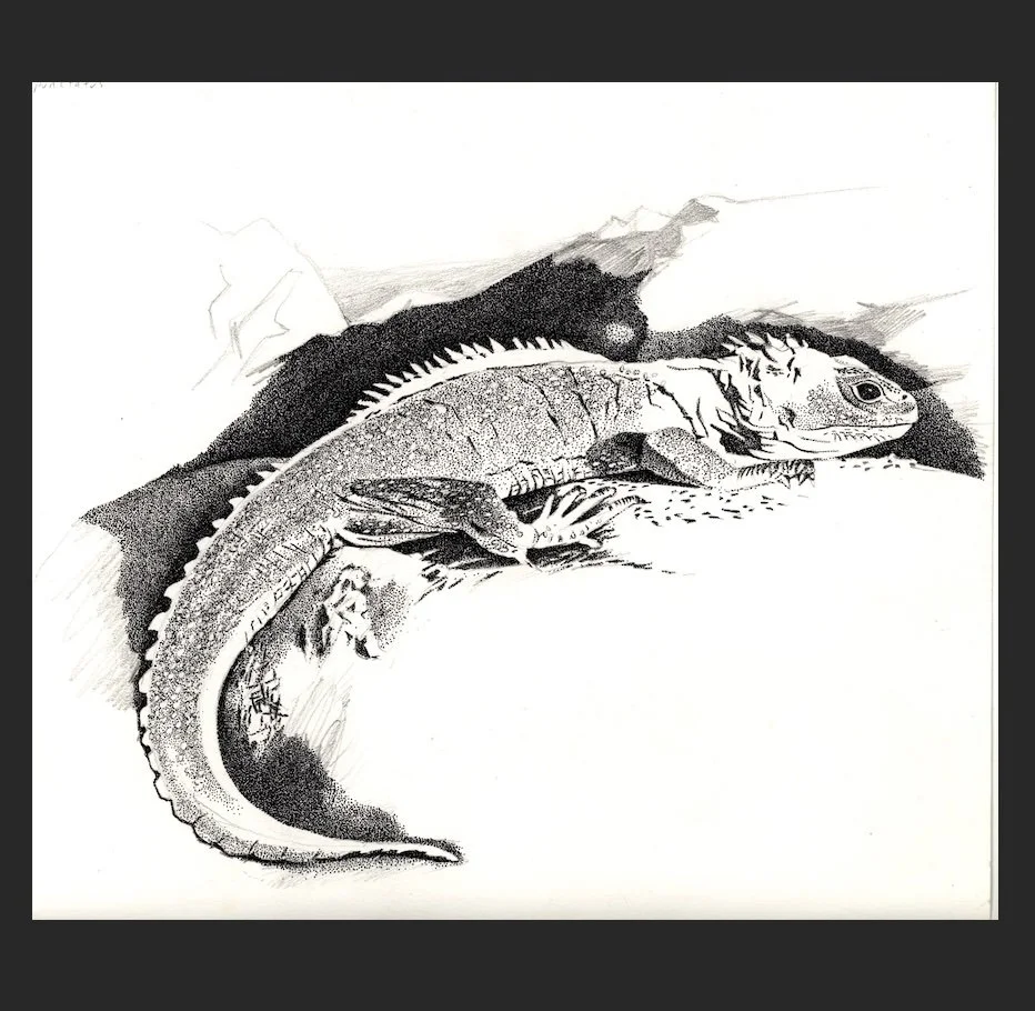 Tuatara SALE.jpg