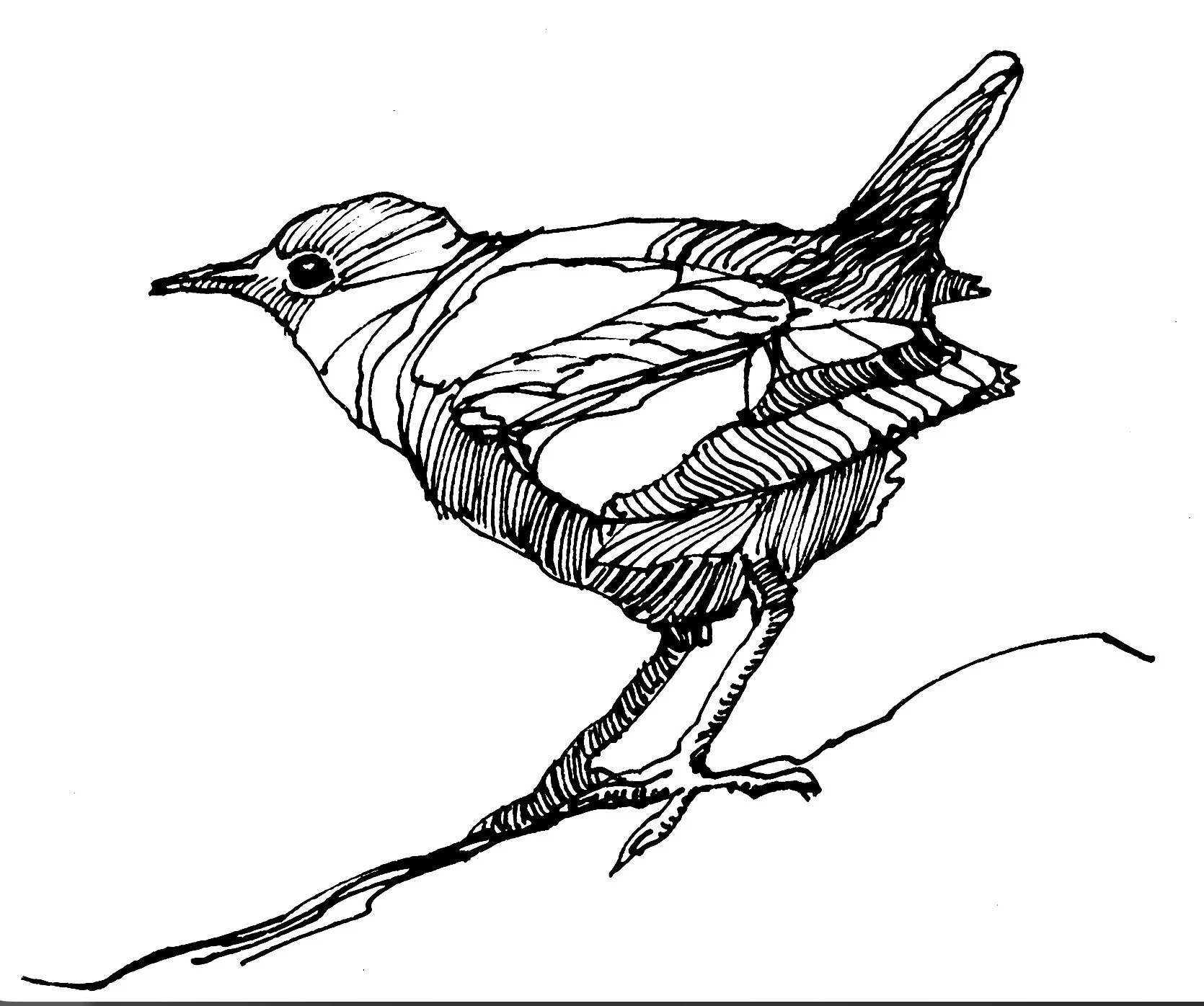 Pen-and-ink image of a water dipper, available as a print