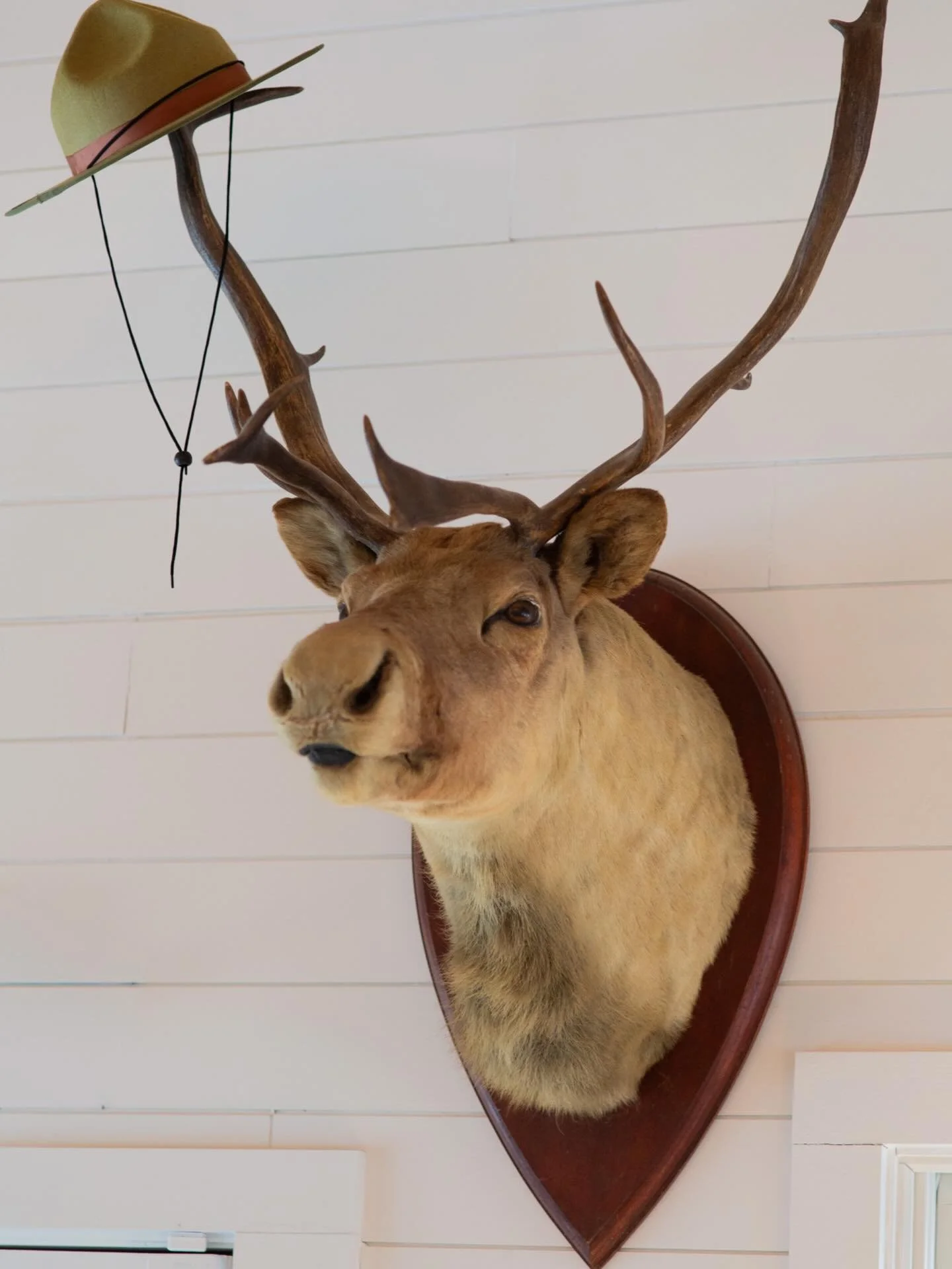 Looking for something to do? Boreal Bob can lead you in the right direction! Grab a book of merits at the front desk to start your mid-coast exploration today! @campdeforestme #maine #summer2026 #camplife #happyplace