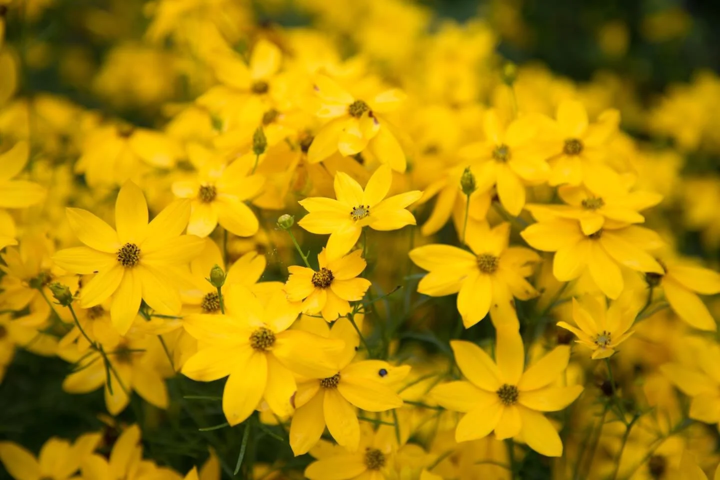 Stay inspired! (by Nature) #camp #yellow #happy #maine #summer2026