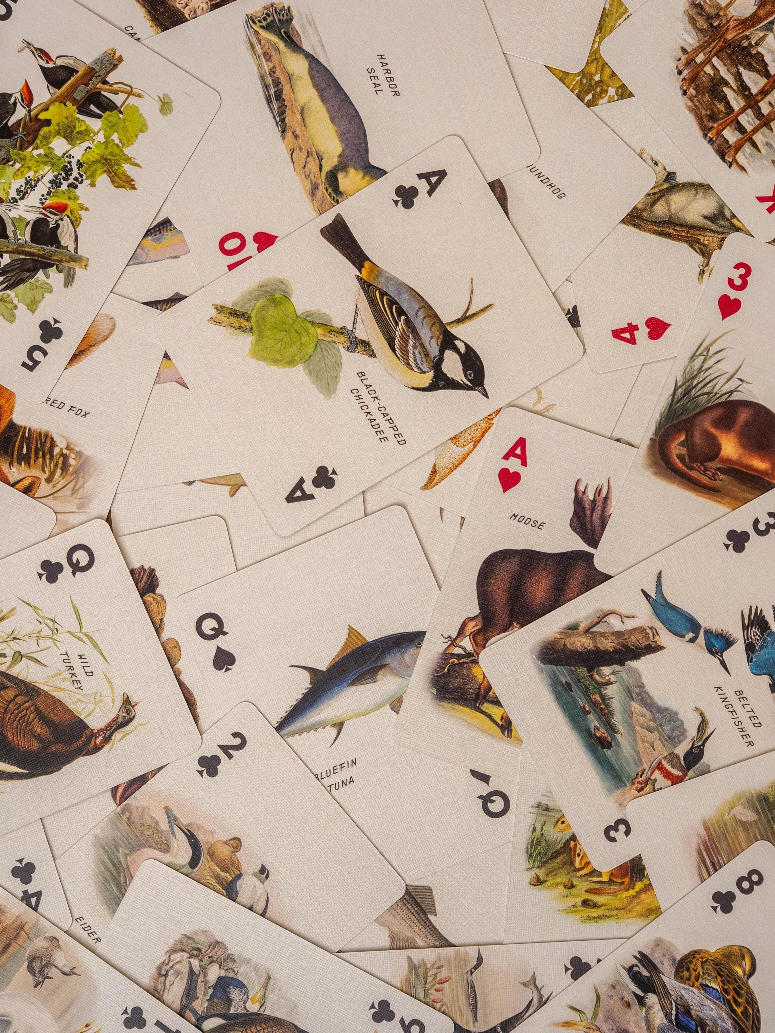 Let the fun and games begin! Come check out our bespoke cards designed by @mightmain in collaboration with @campdeforestme Take time to slow down and get back to a simpler time. ⏰🏕️🃏 #happyplace #camp #summer2026 #maine #cards