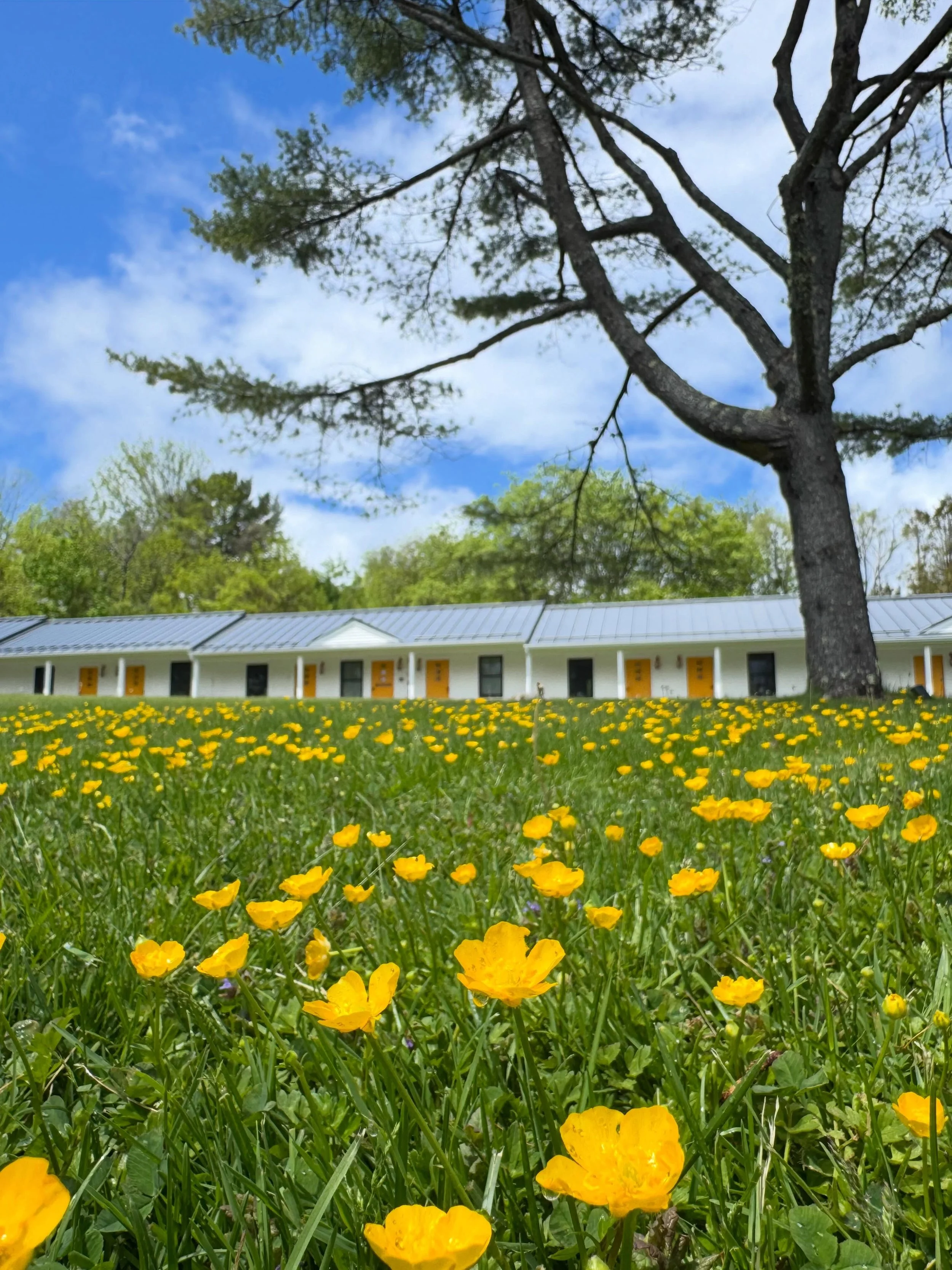 &ldquo;Study nature, love nature, stay close to nature. It will never fail you.&rdquo; &mdash; Frank Lloyd Wright 🌼🌼🌼 @campdeforestme #happyplace #design #hospitality #happyplace #vacationland