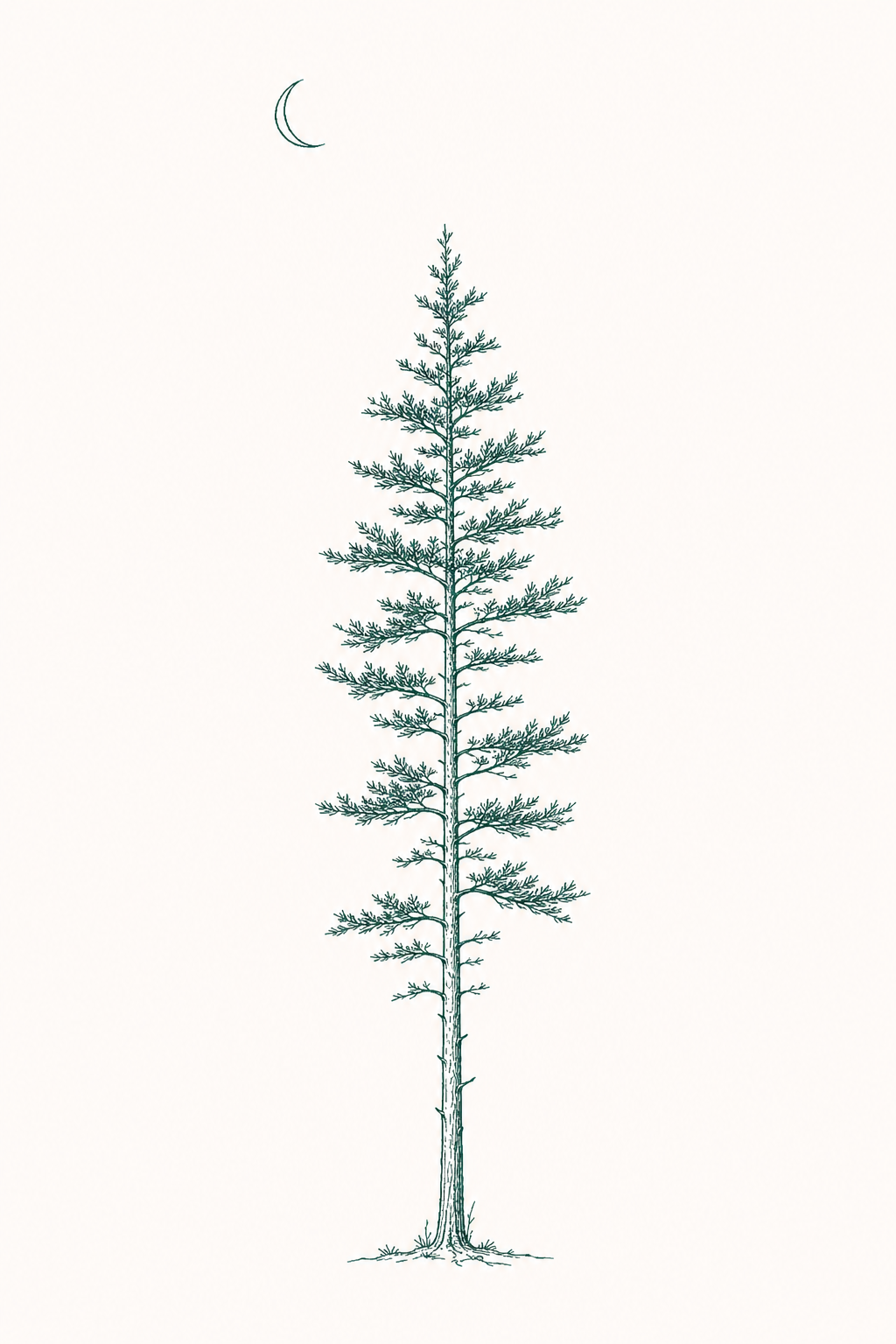 Line drawing of a tall, thin pine tree with sparse branches, and a crescent moon in the sky above.